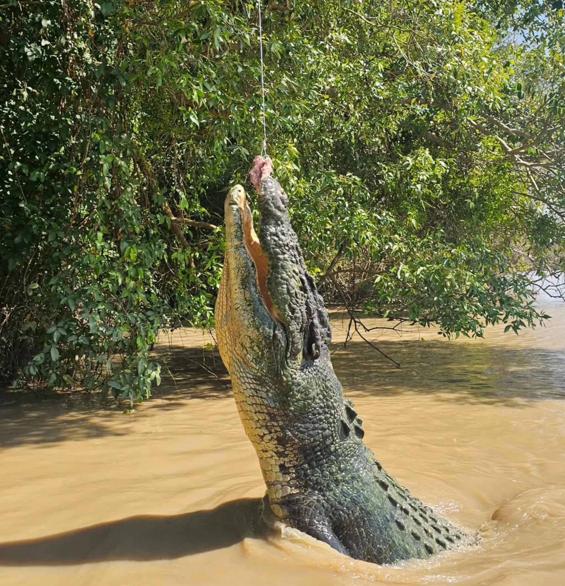 Adelaide River jumping crocodile cruise worth it