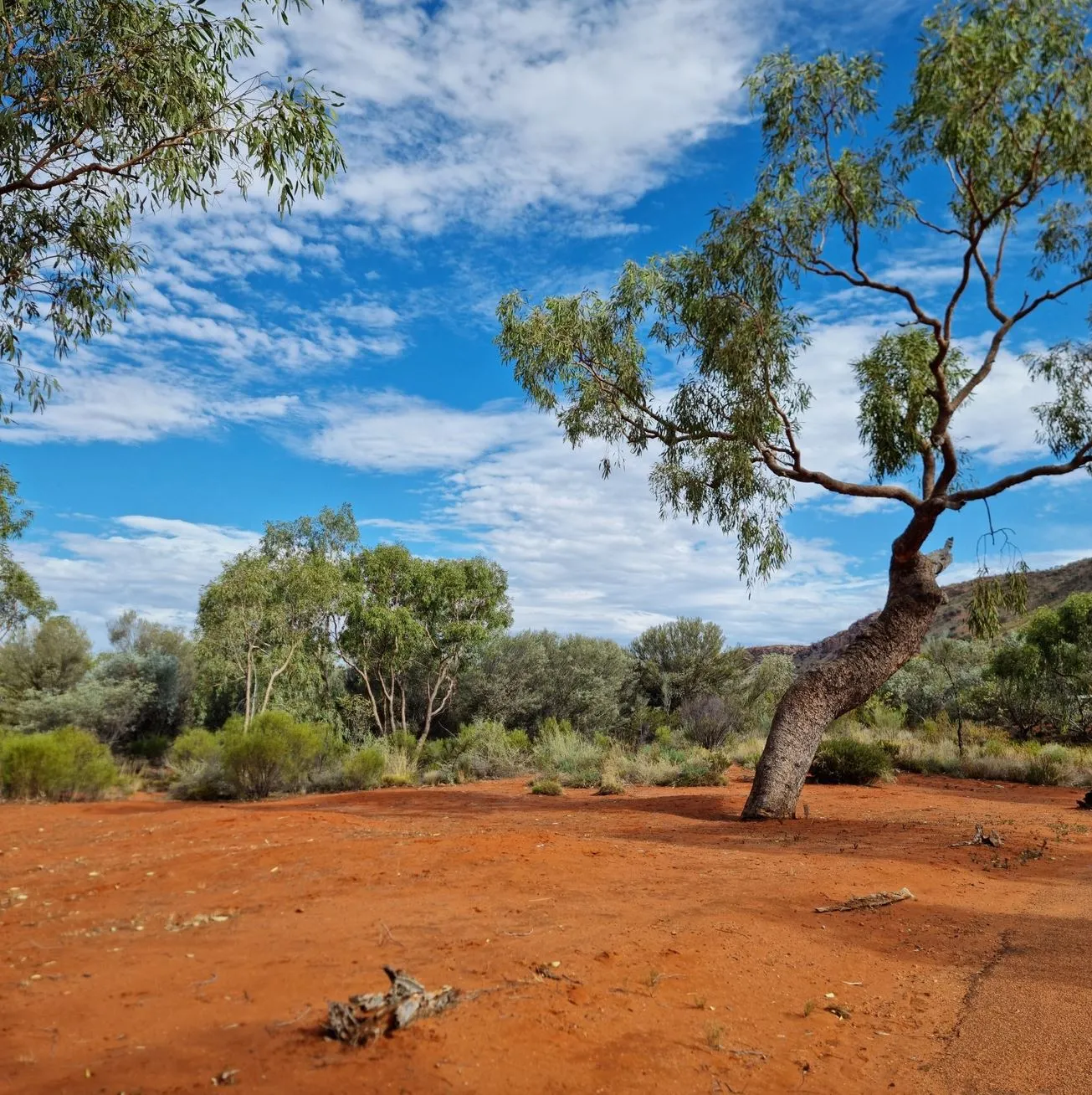 Alice Springs Desert Park