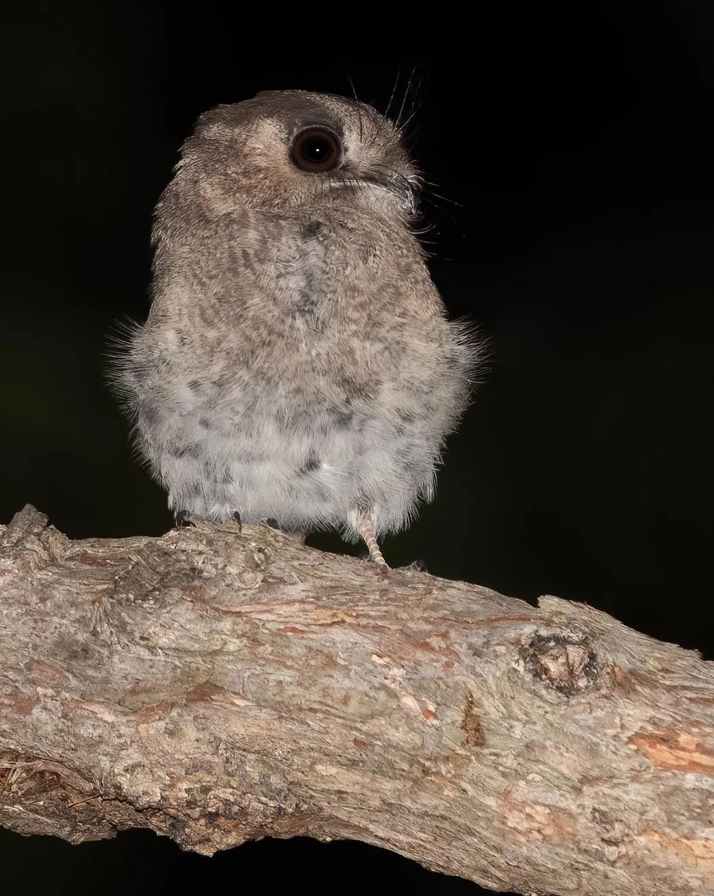 Australian Owlet-nightjar