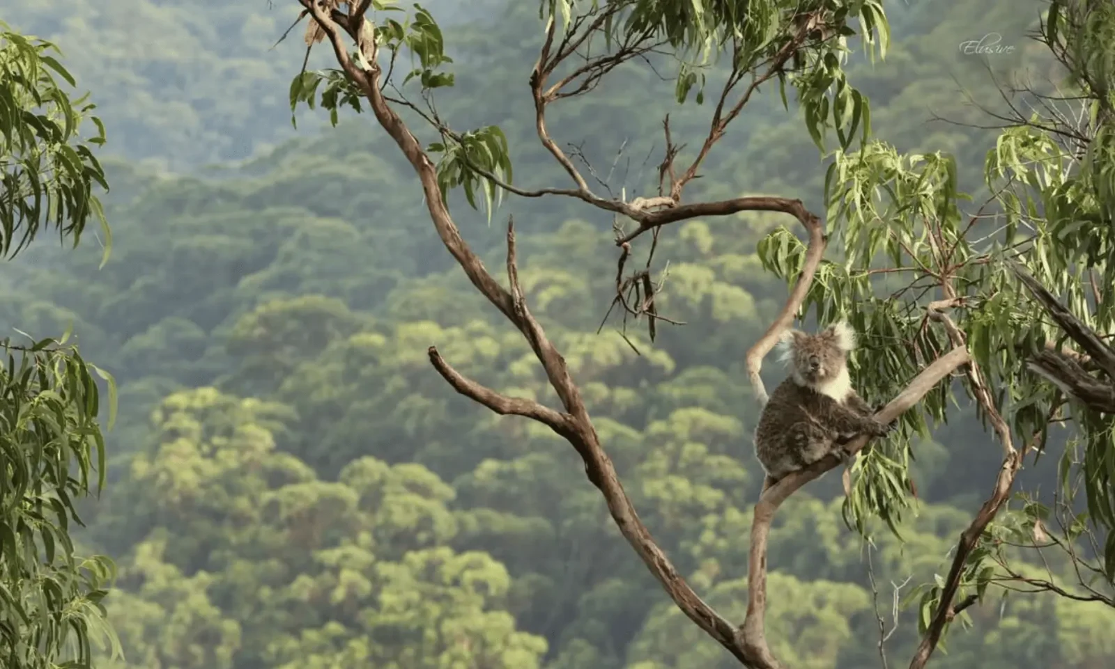 Best Silent Wildlife Viewing Spots That Aren’t Kennett River?