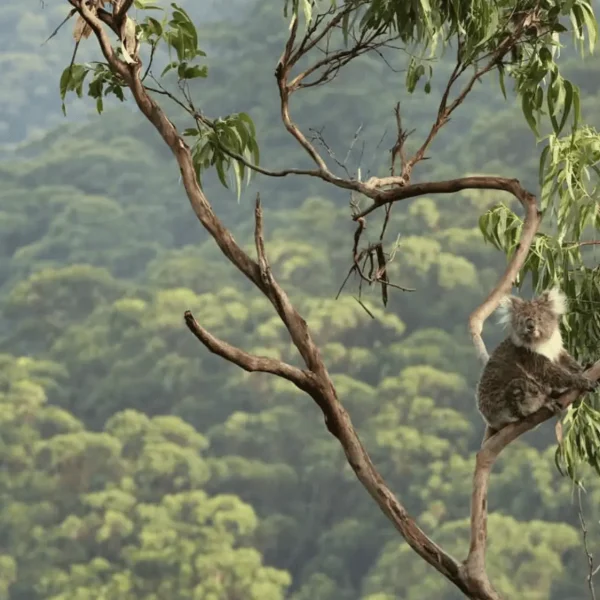 Best Silent Wildlife Viewing Spots That Aren’t Kennett River?