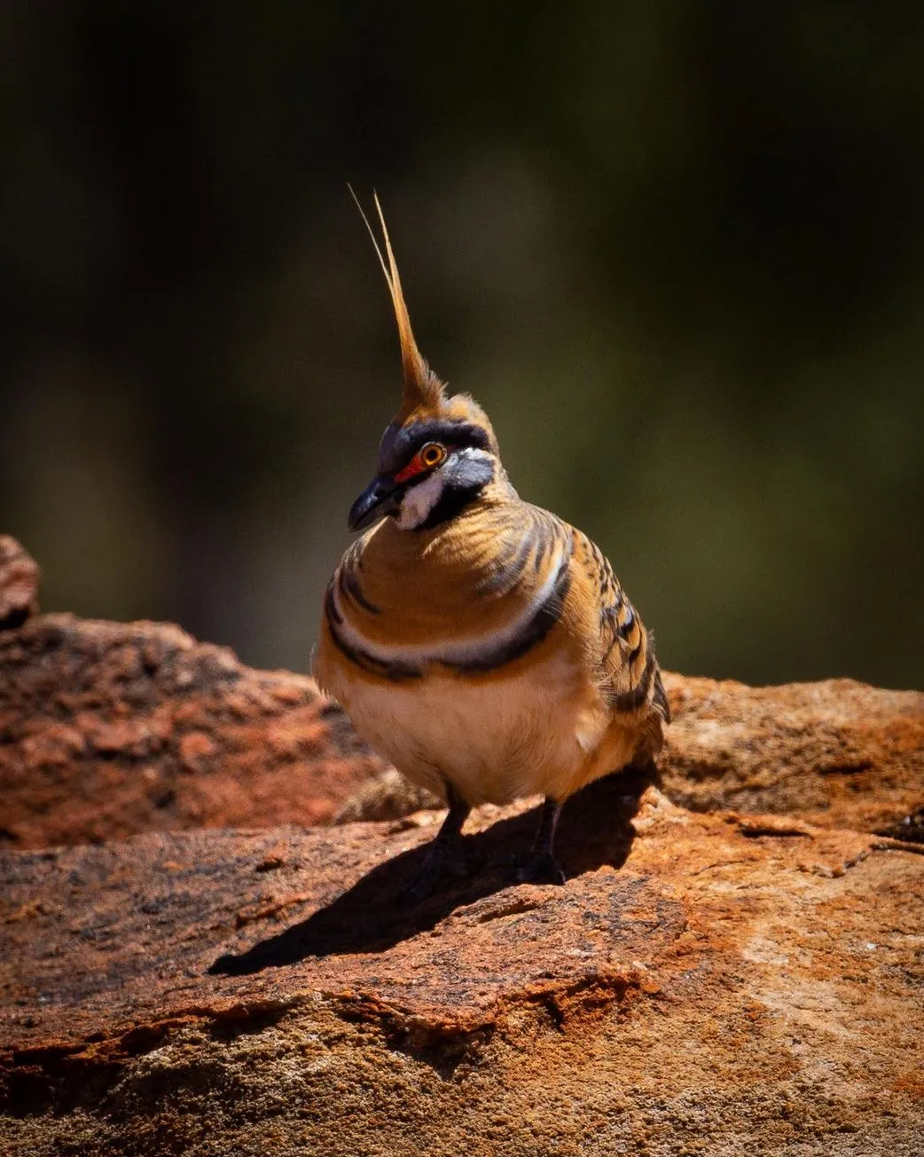 Bird Watching on the Trail