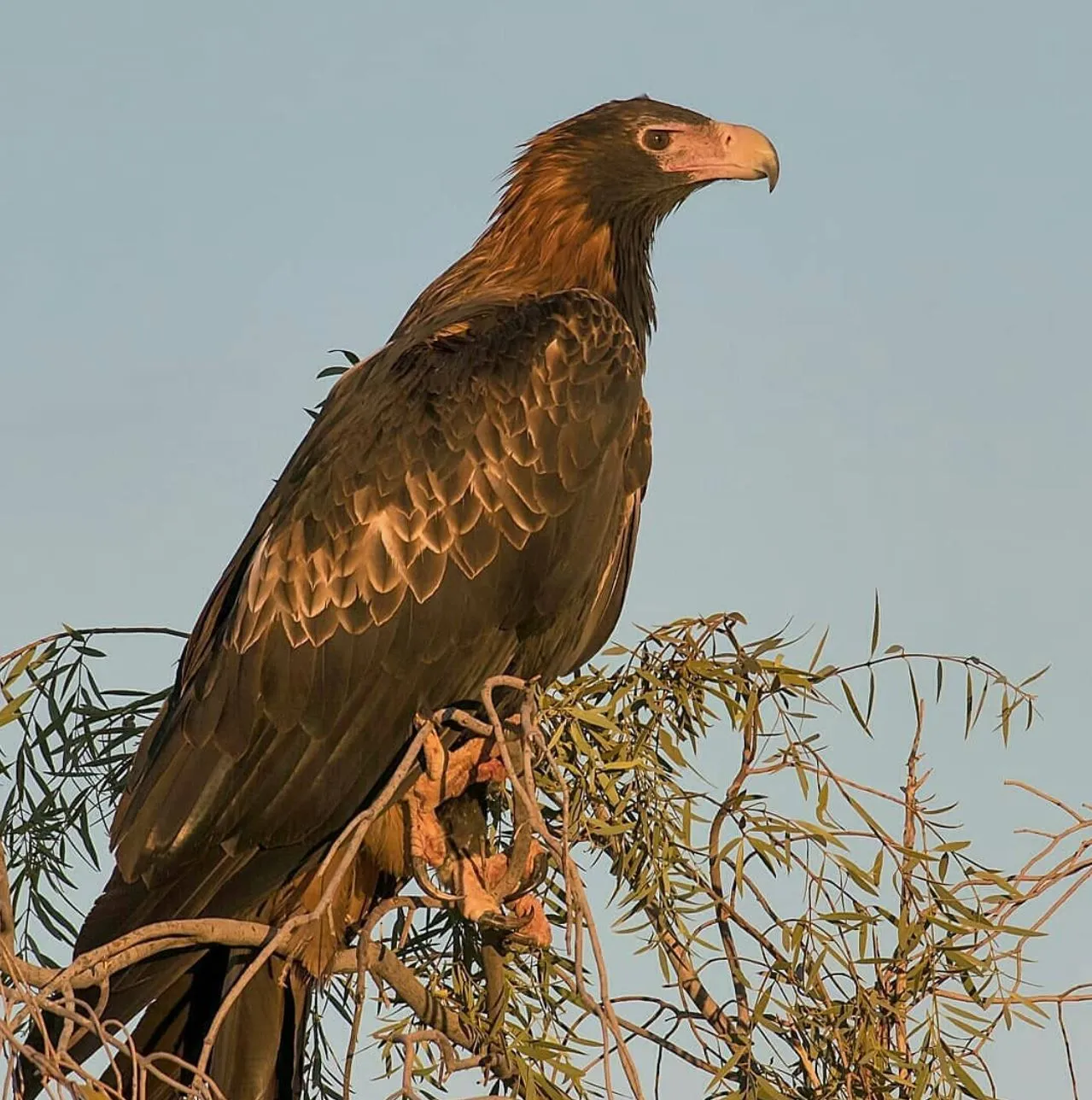 Black-breasted Buzzard