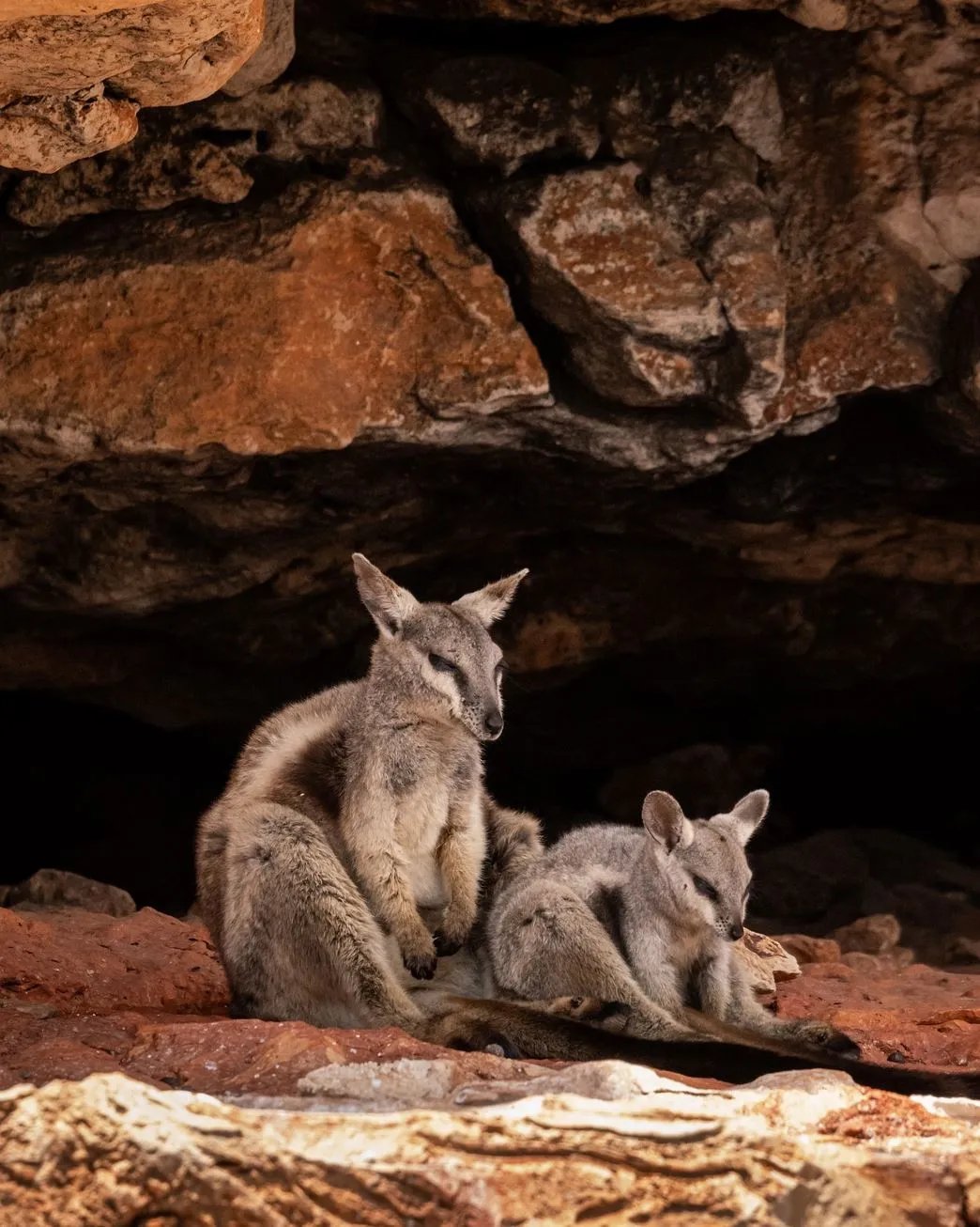 Black-flanked Rock Wallaby