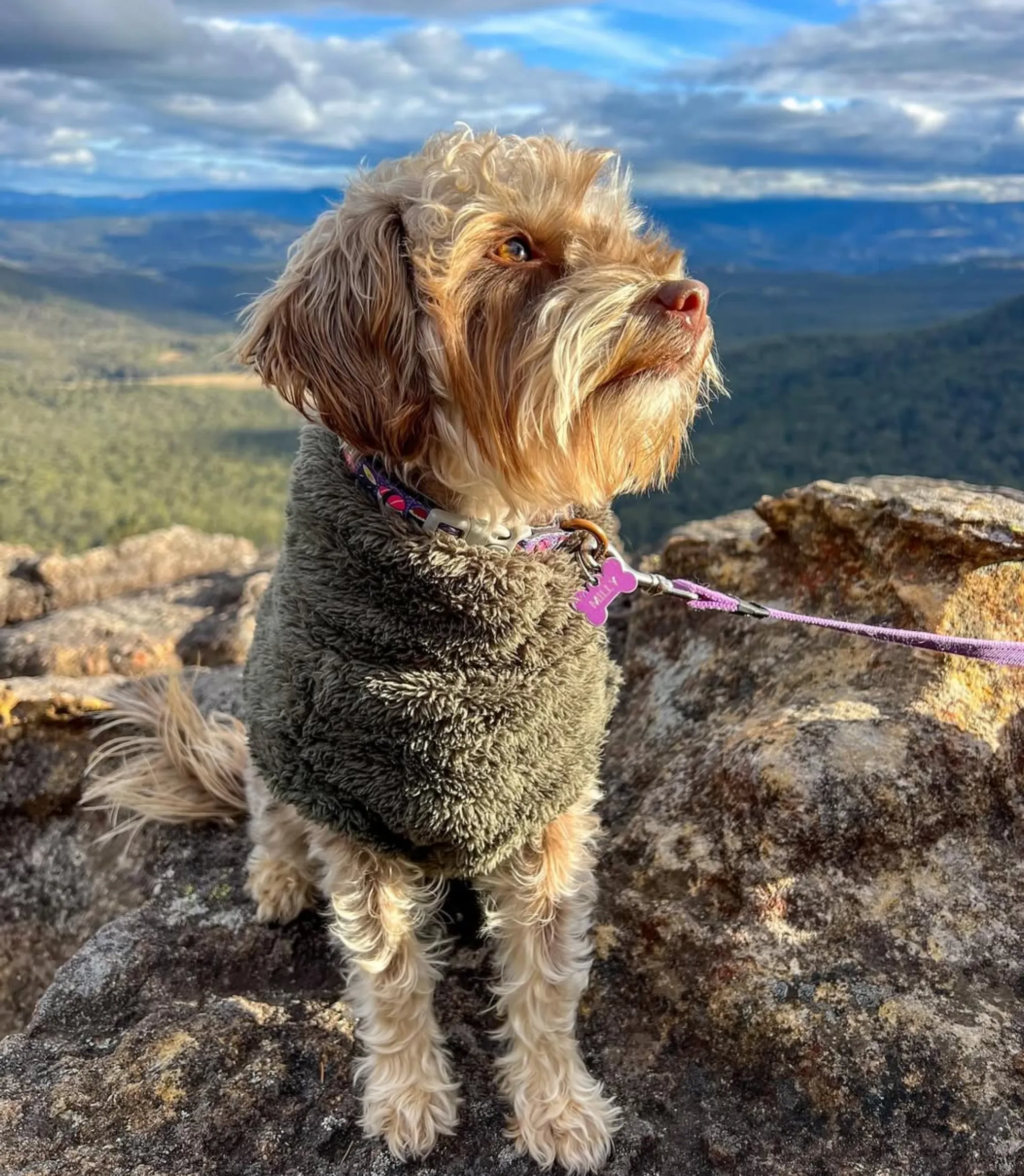 Blue Mountains walks where dogs are allowed