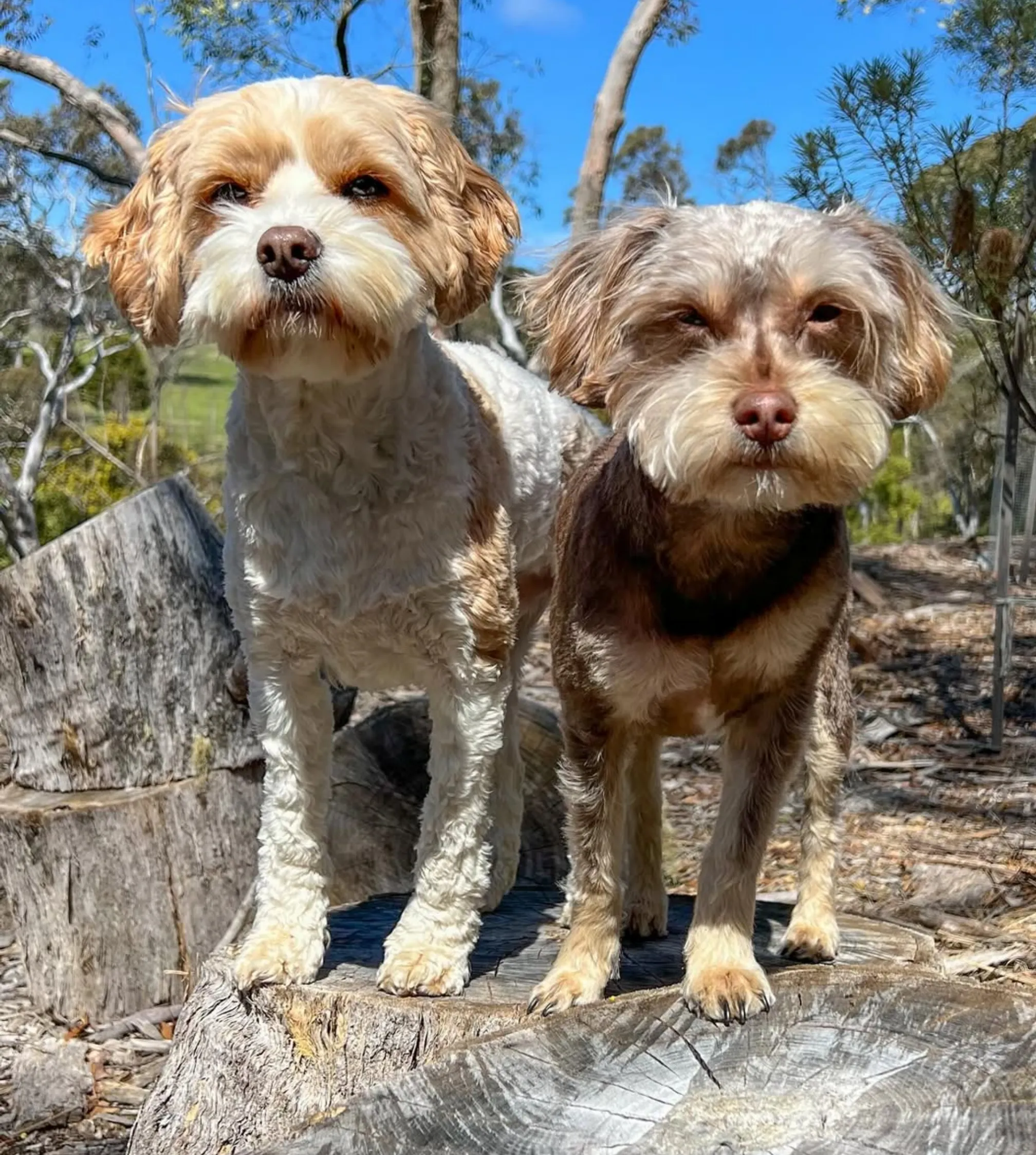 Charles Darwin Walk dog friendly