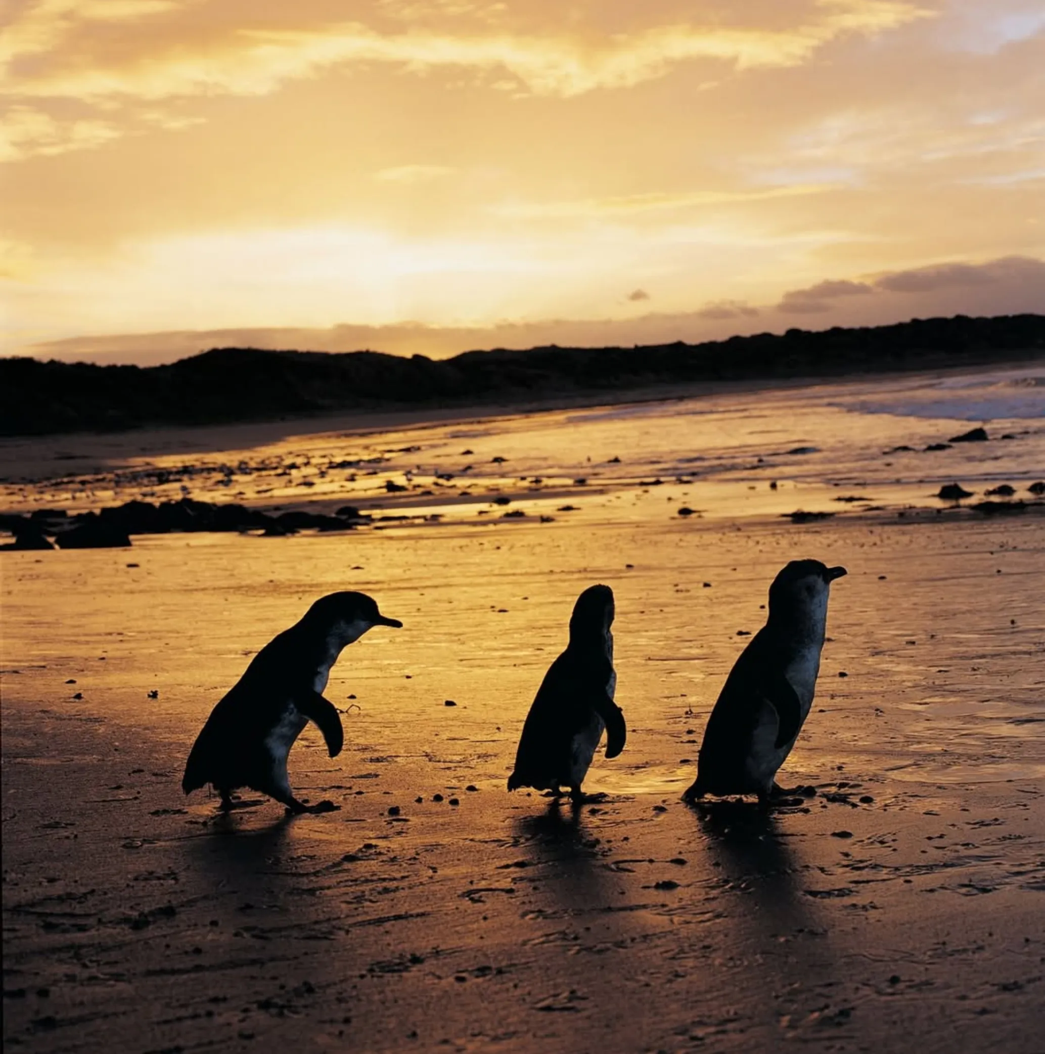 Cowes to Penguin Parade without a car