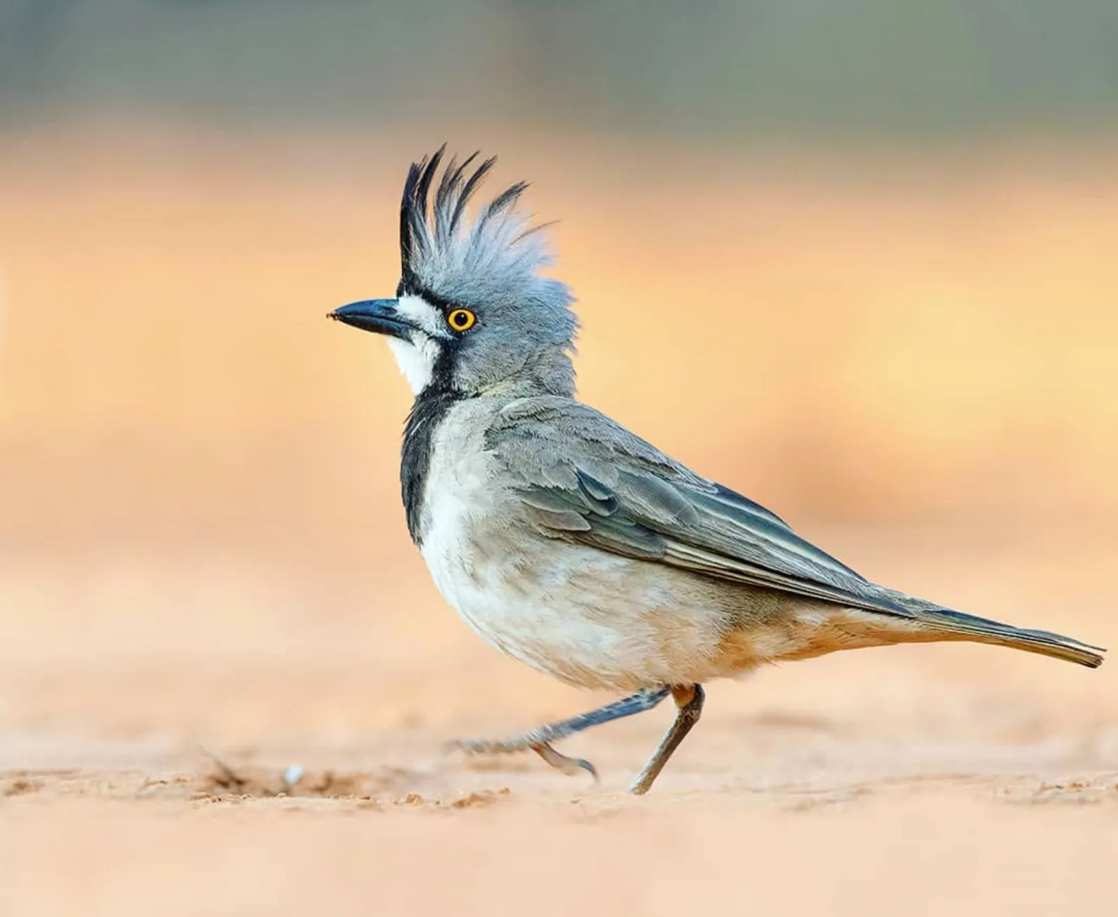 Crested Bellbird