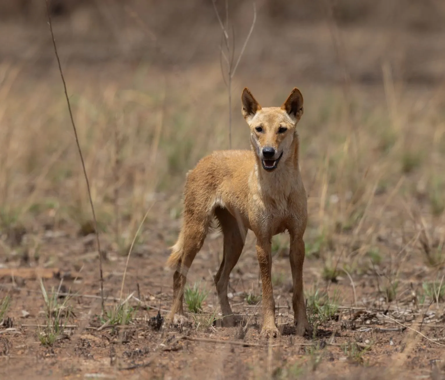 Dingo