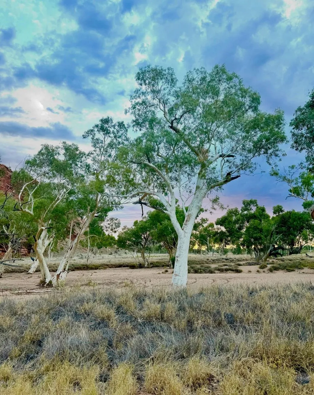 Ghost Gum Lookout