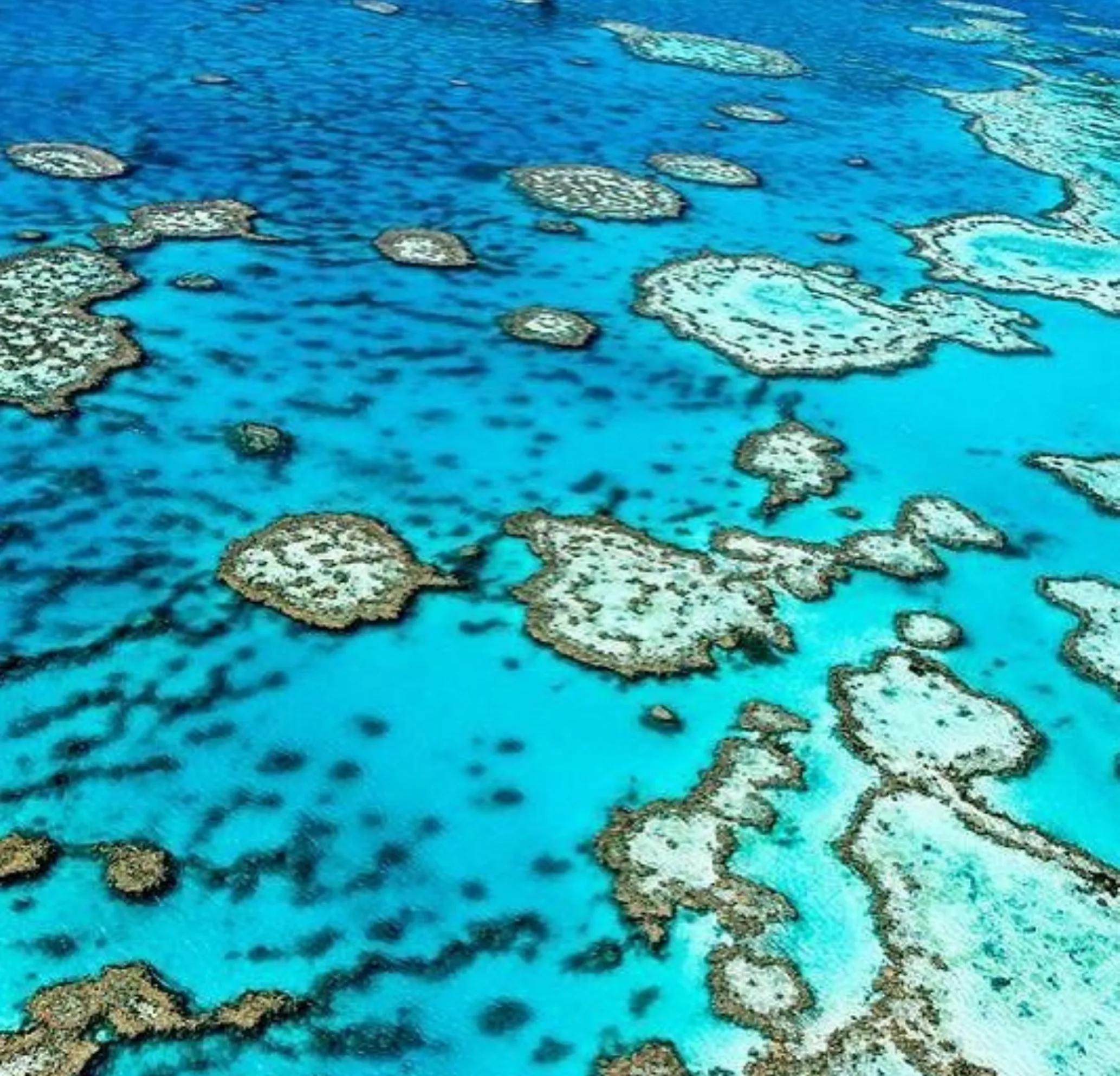 Great Barrier Reef diving safety for beginners