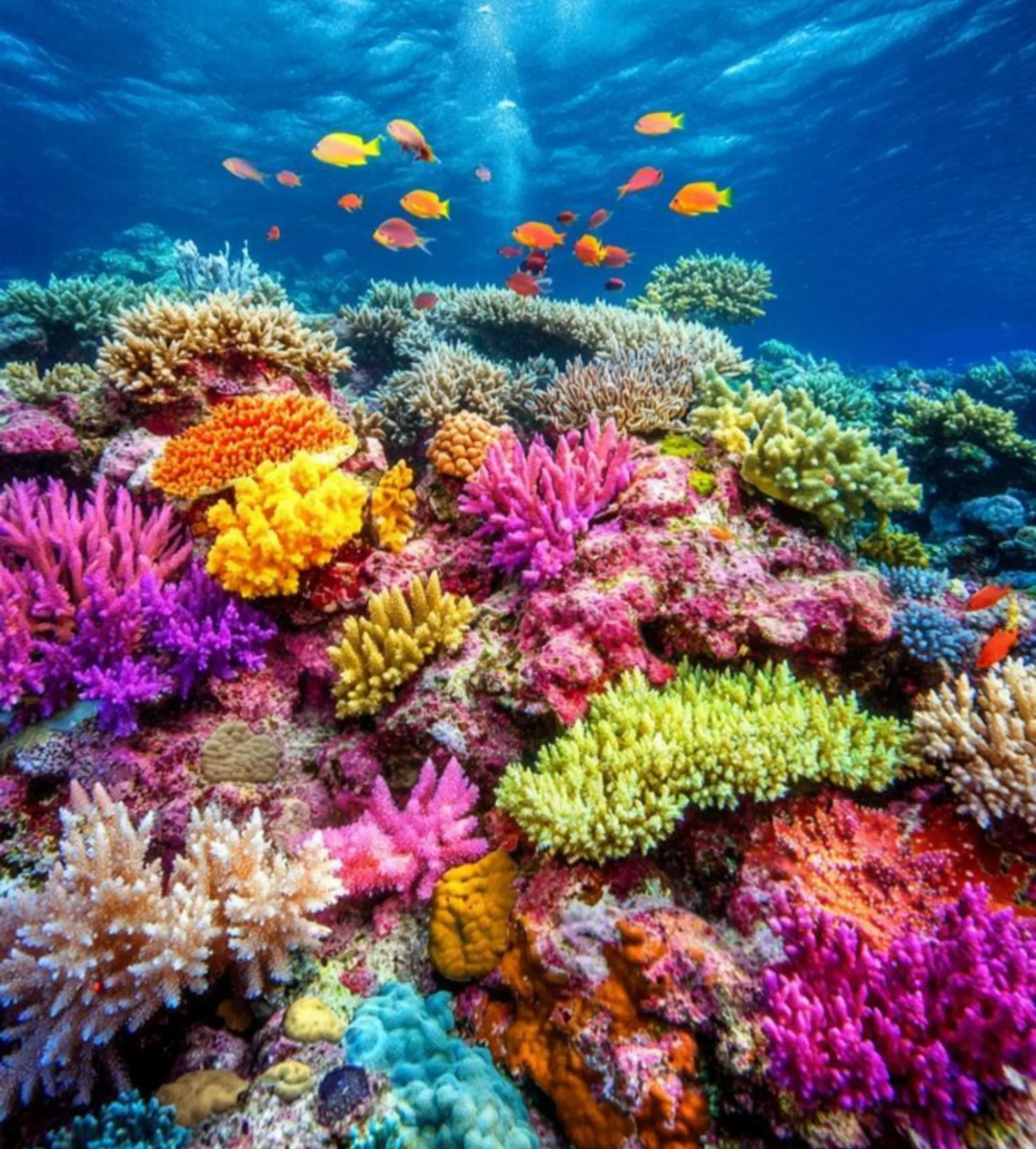 Great Barrier Reef pontoon vs boat tour