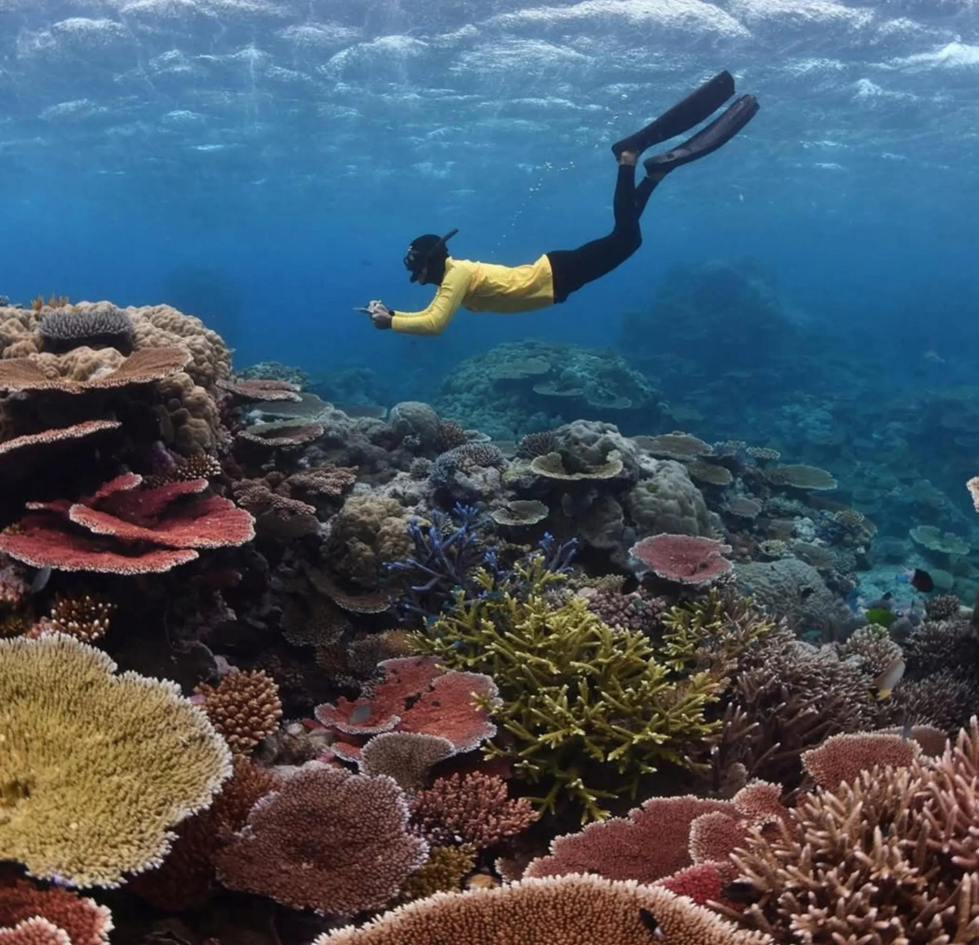Great Barrier Reef stinger season safety