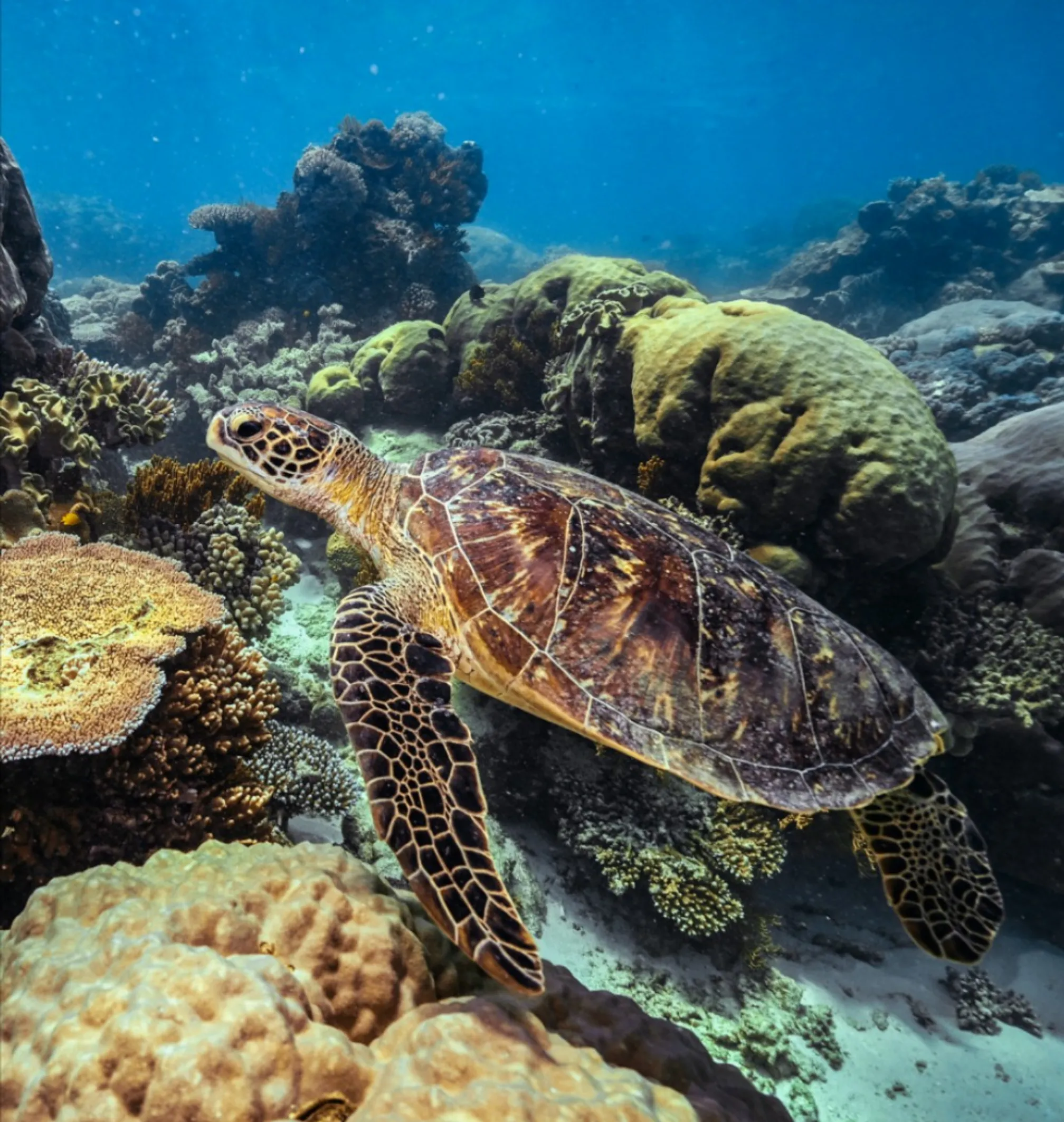 Great Barrier Reef tour with kids 2026