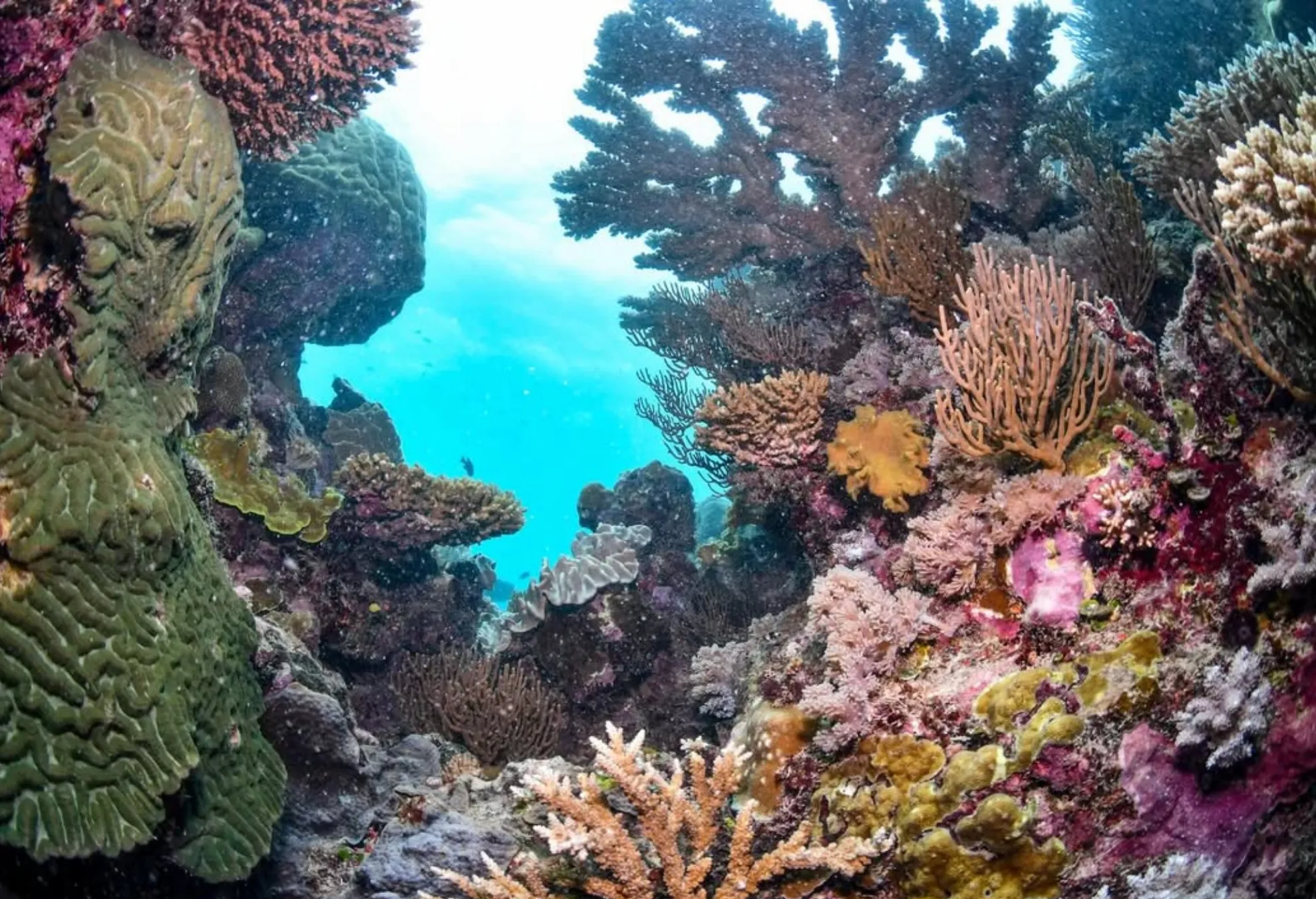 Irukandji jellyfish Great Barrier Reef risk