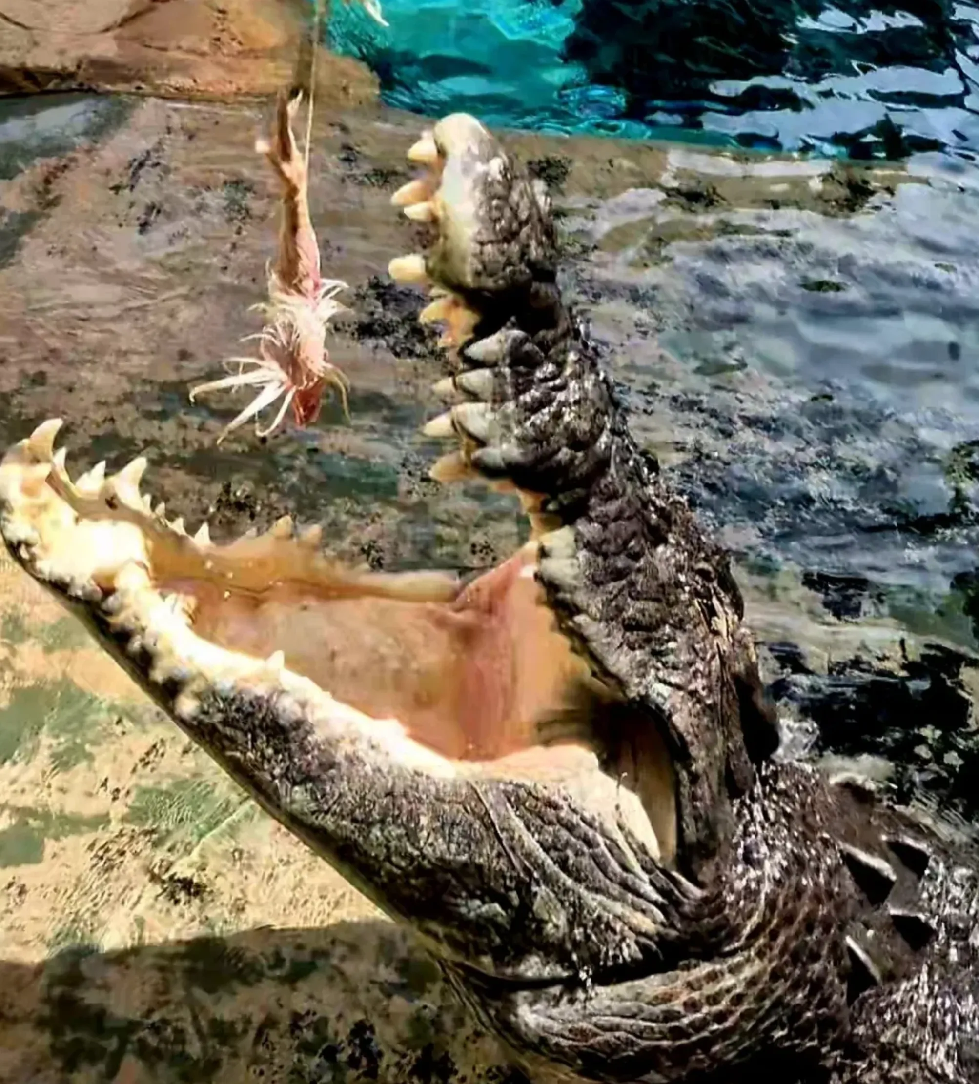 Jumping Crocodile Cruise vs Crocosaurus Cove