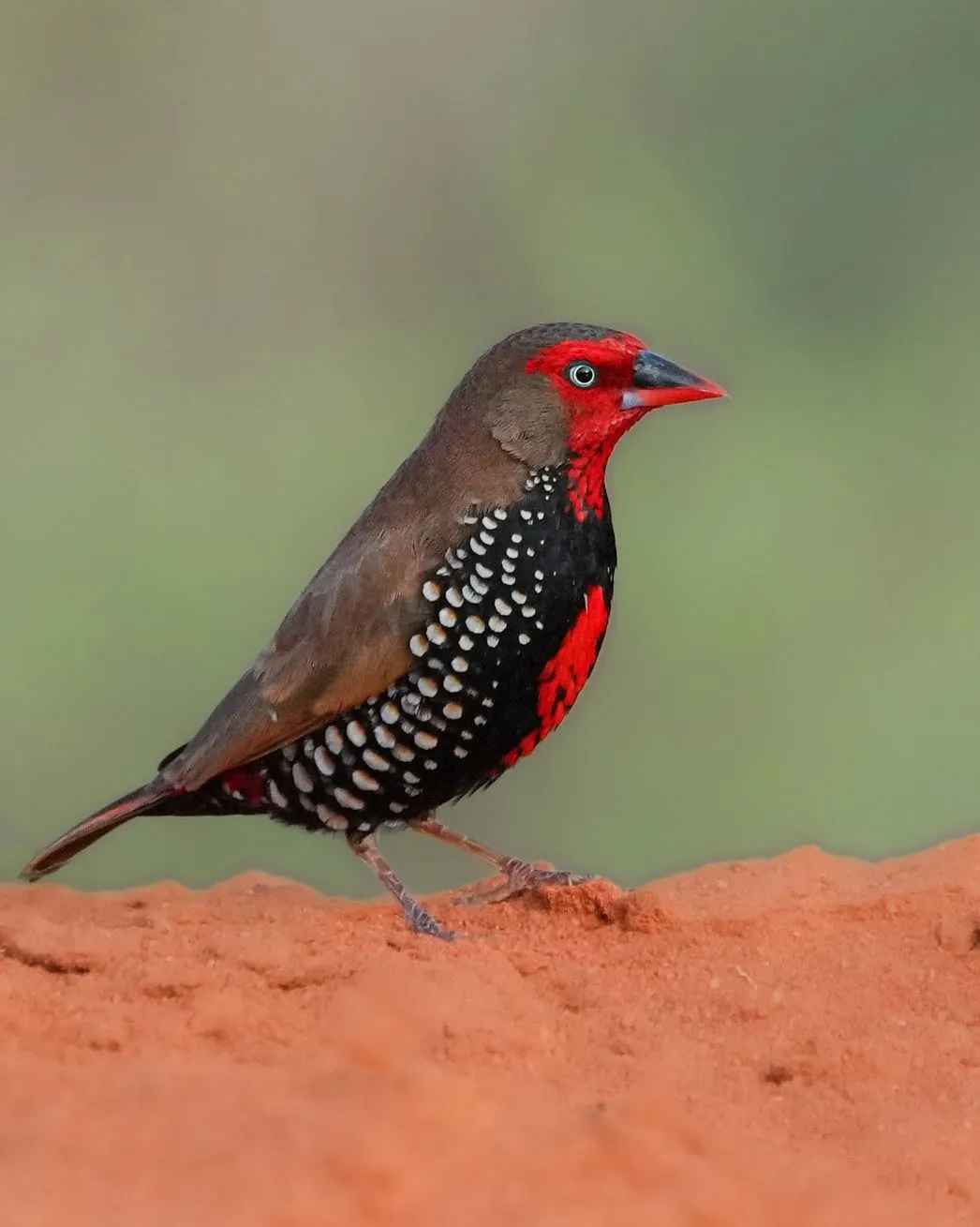 Painted Finch
