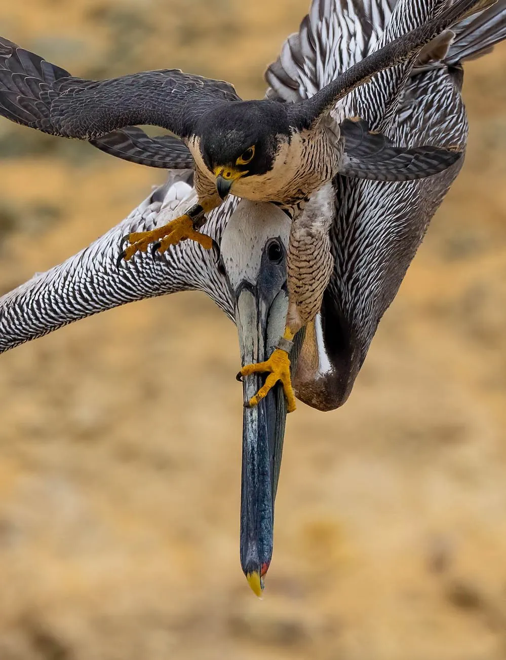 Peregrine Falcon