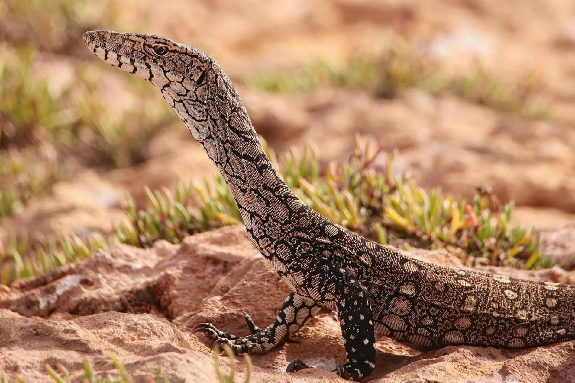 Perentie