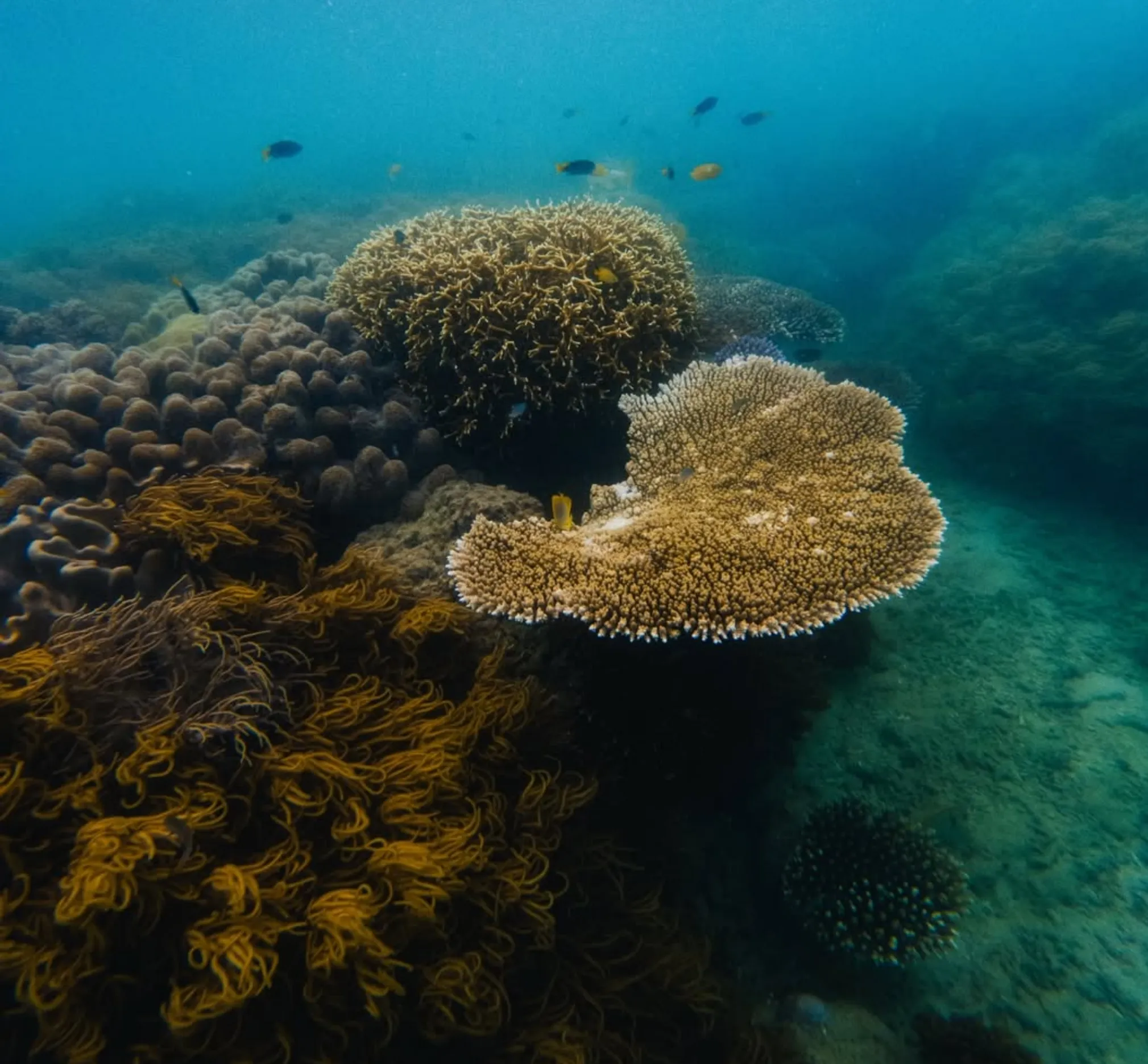 Reef Magic vs Sunlover for families