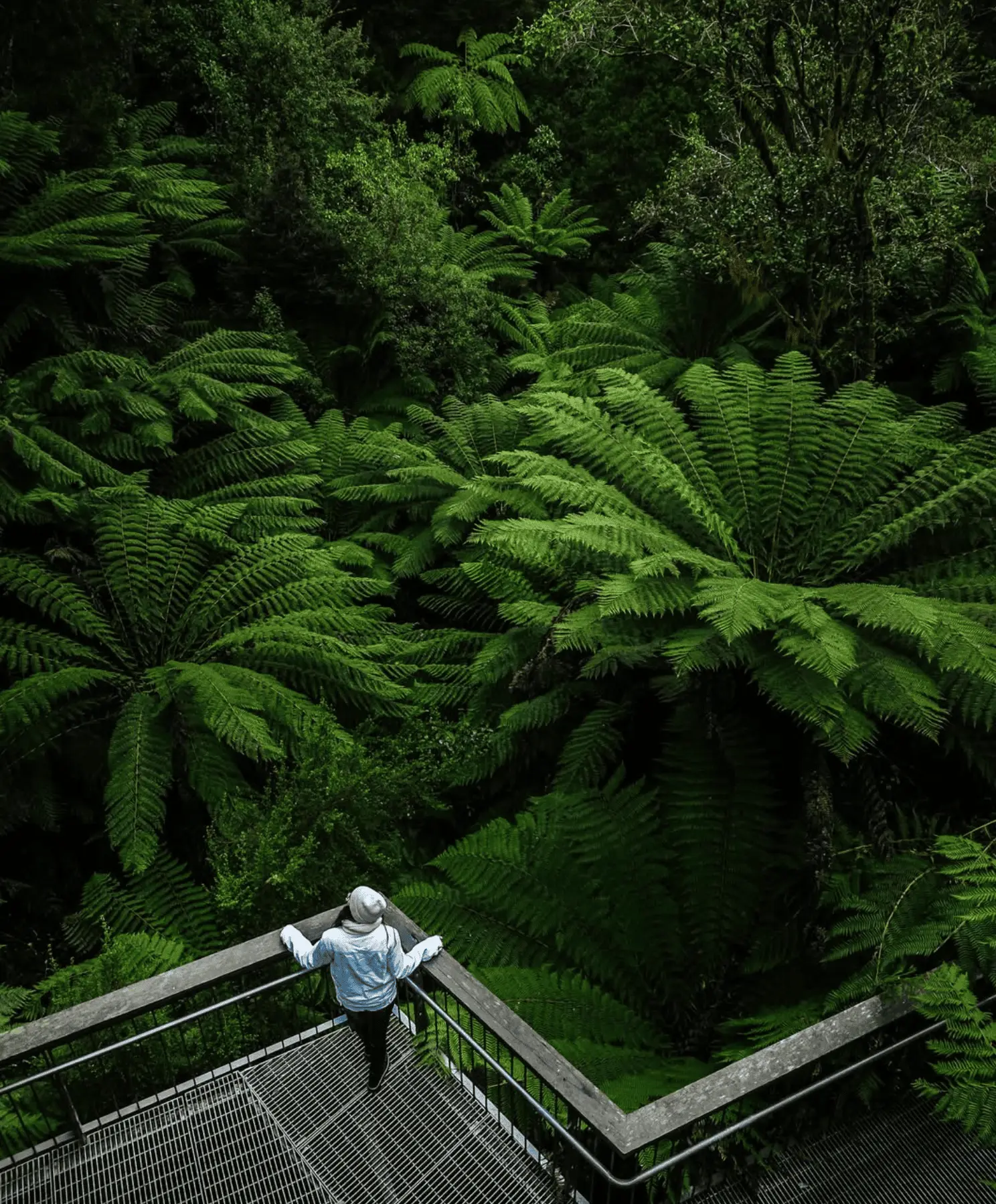 Remote Otway Coast Access Points – For Those Willing To Work For It