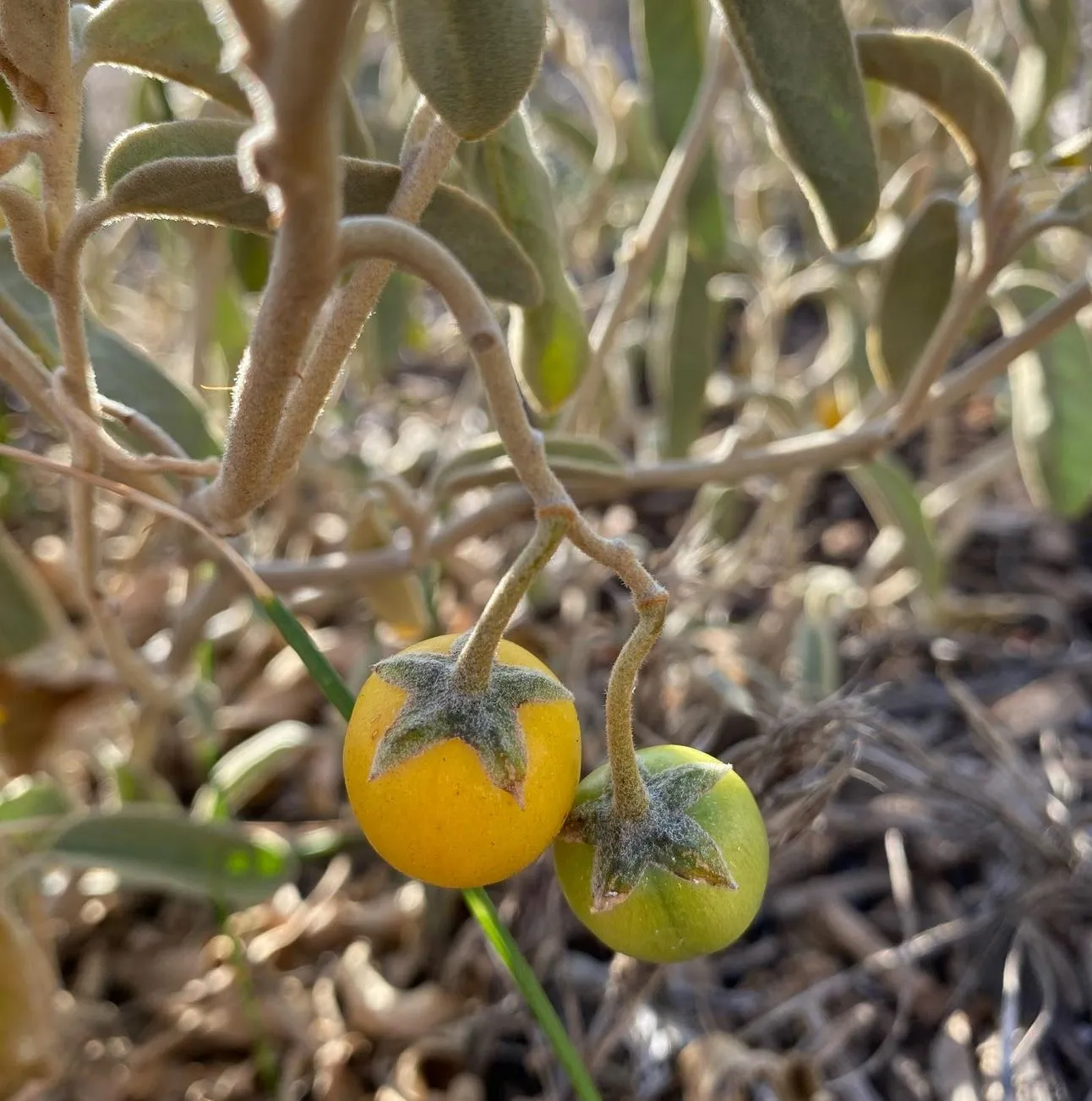 Solanum centrale