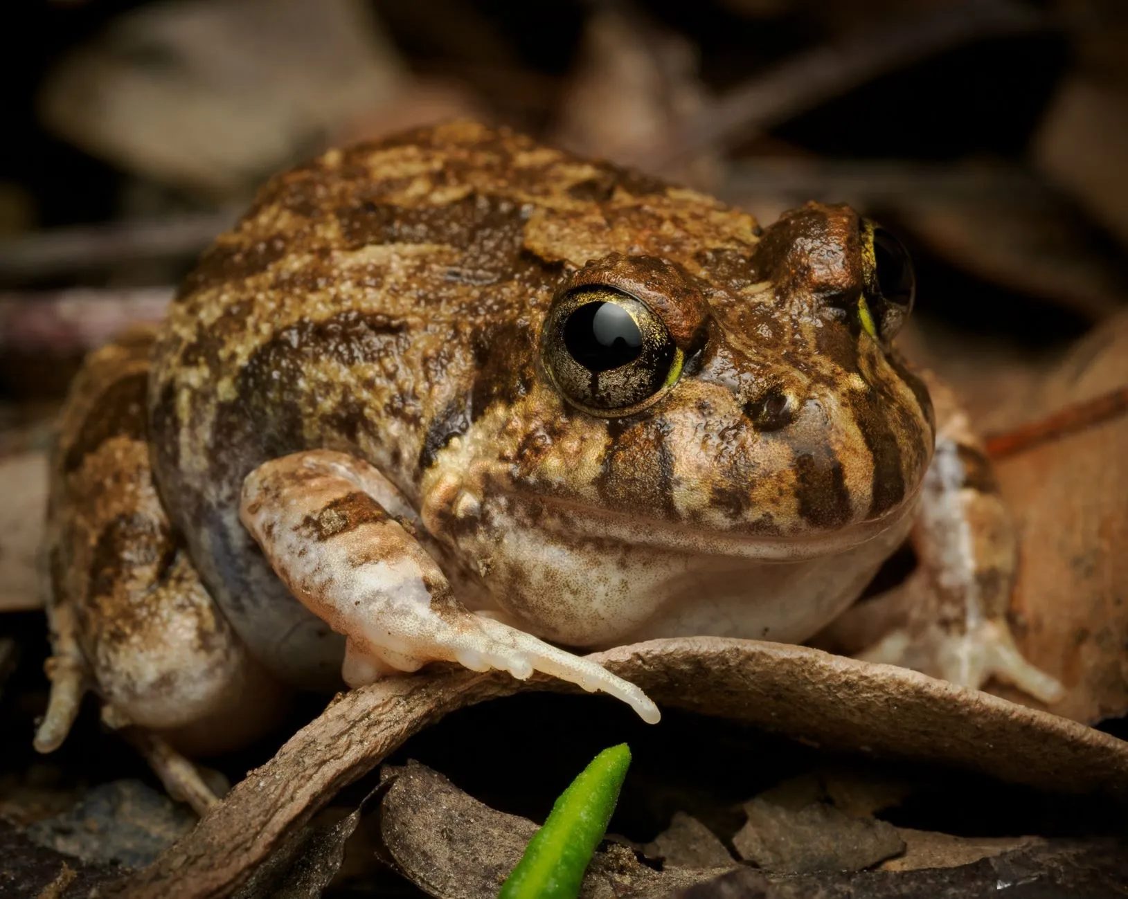 Spencer’s Burrowing Frog