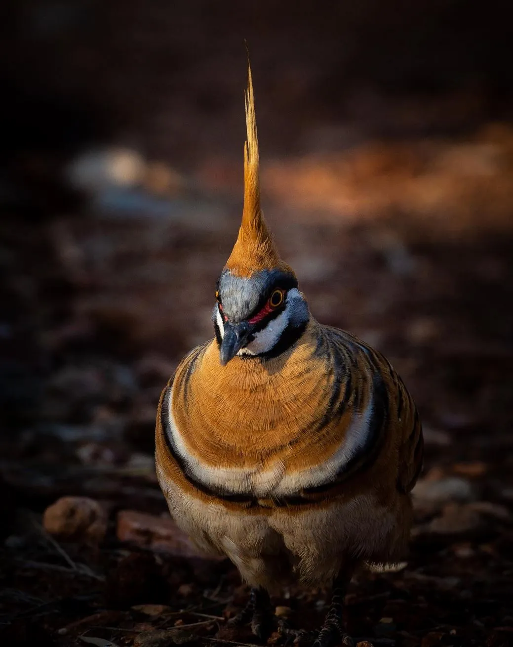 Spinifex Pigeon