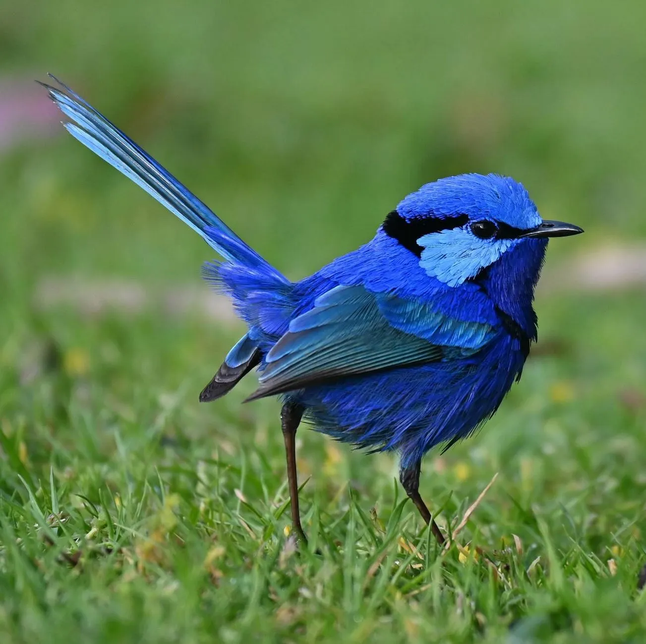 Splendid Fairy-wren
