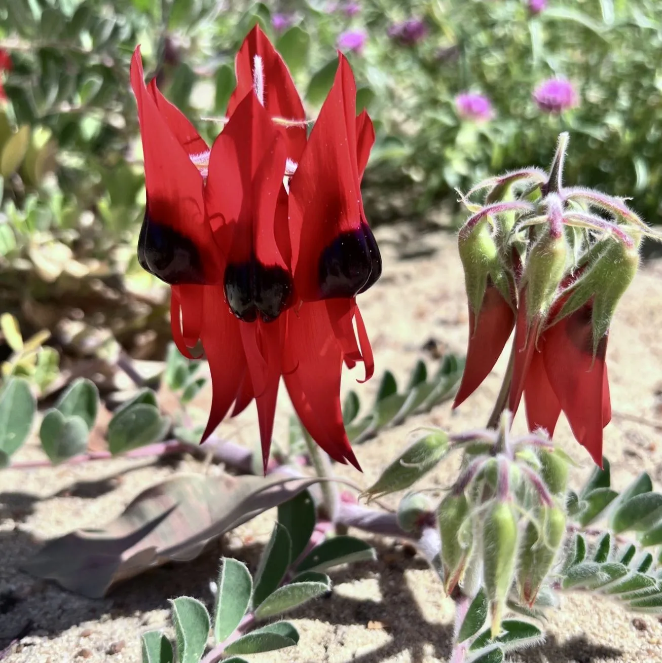 Sturt’s Desert Pea