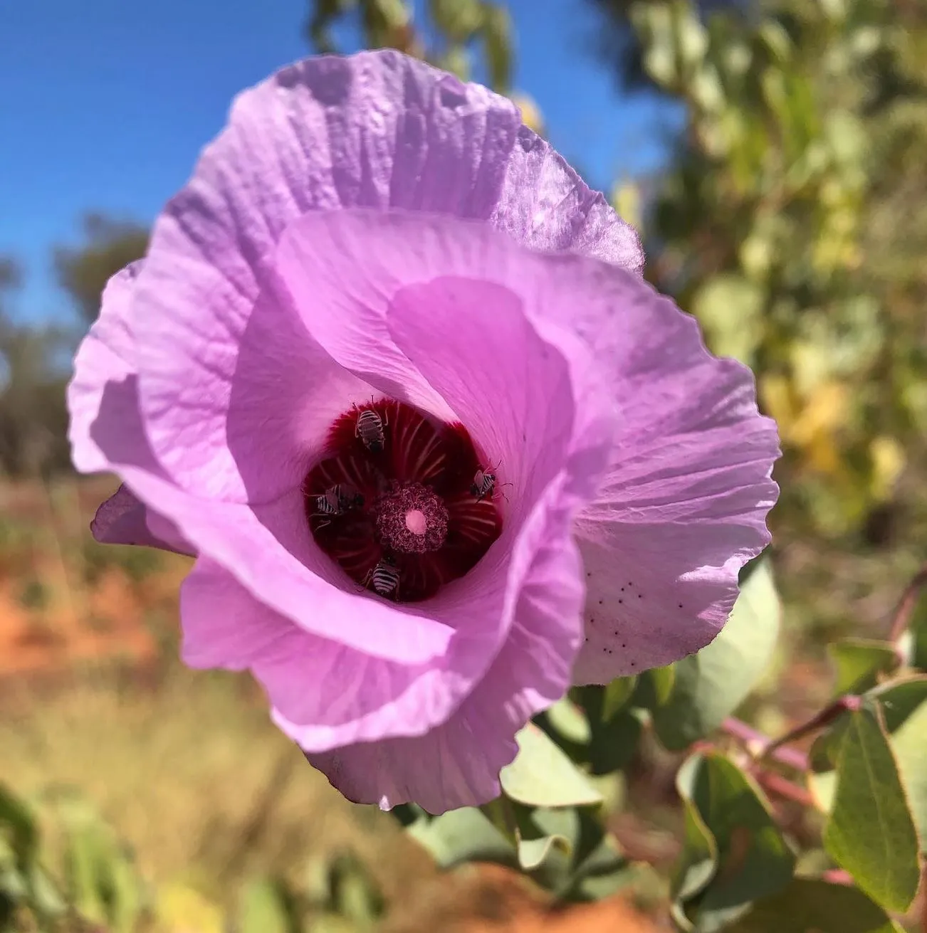 Sturt’s Desert Rose