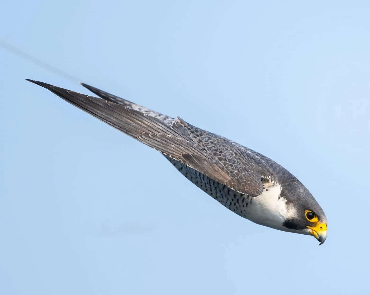 Tips for Birdwatching