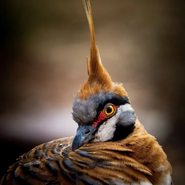 Top Birds to Spot on the Larapinta Trail, Birdwatching Guide