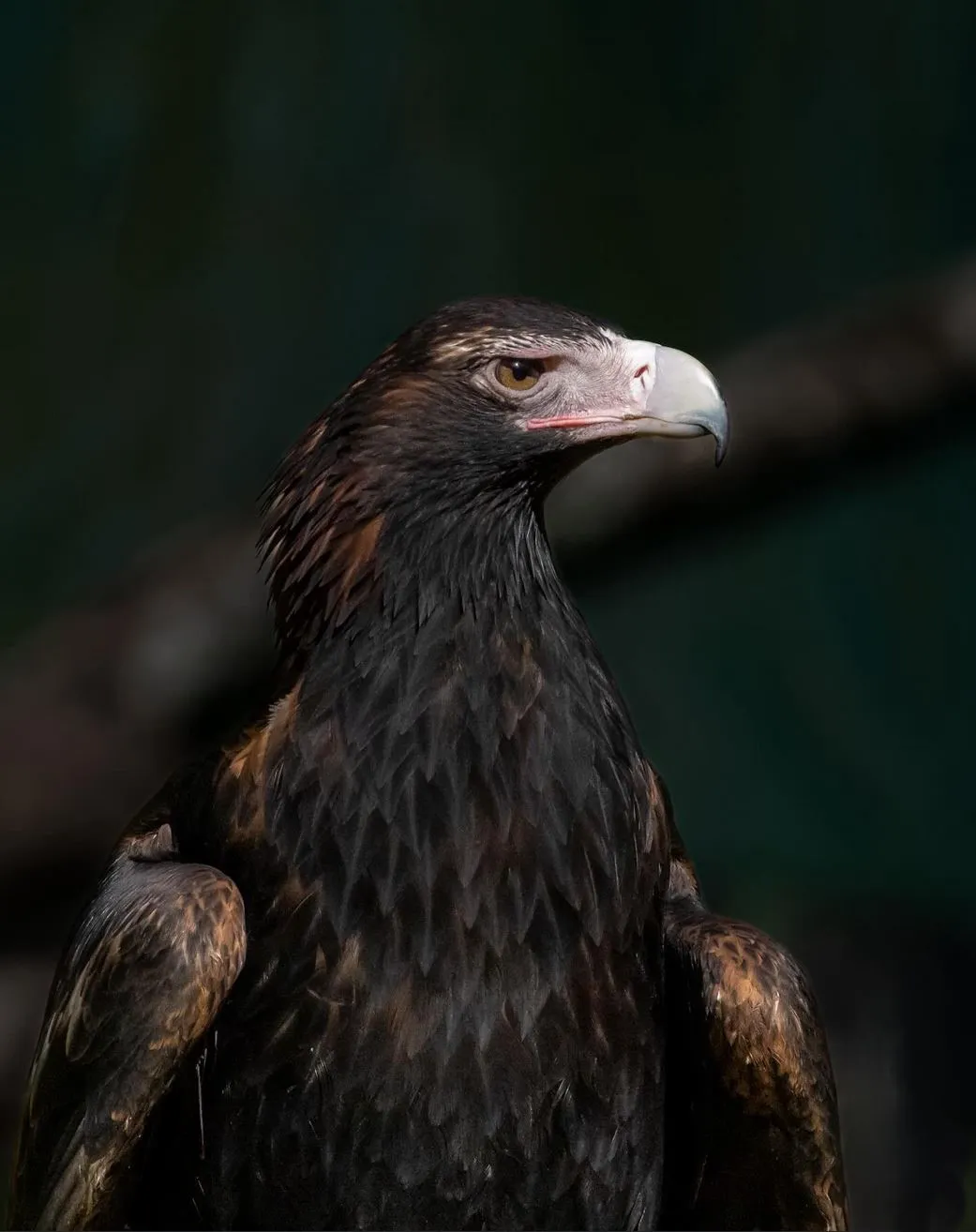 Wedge-tailed Eagle