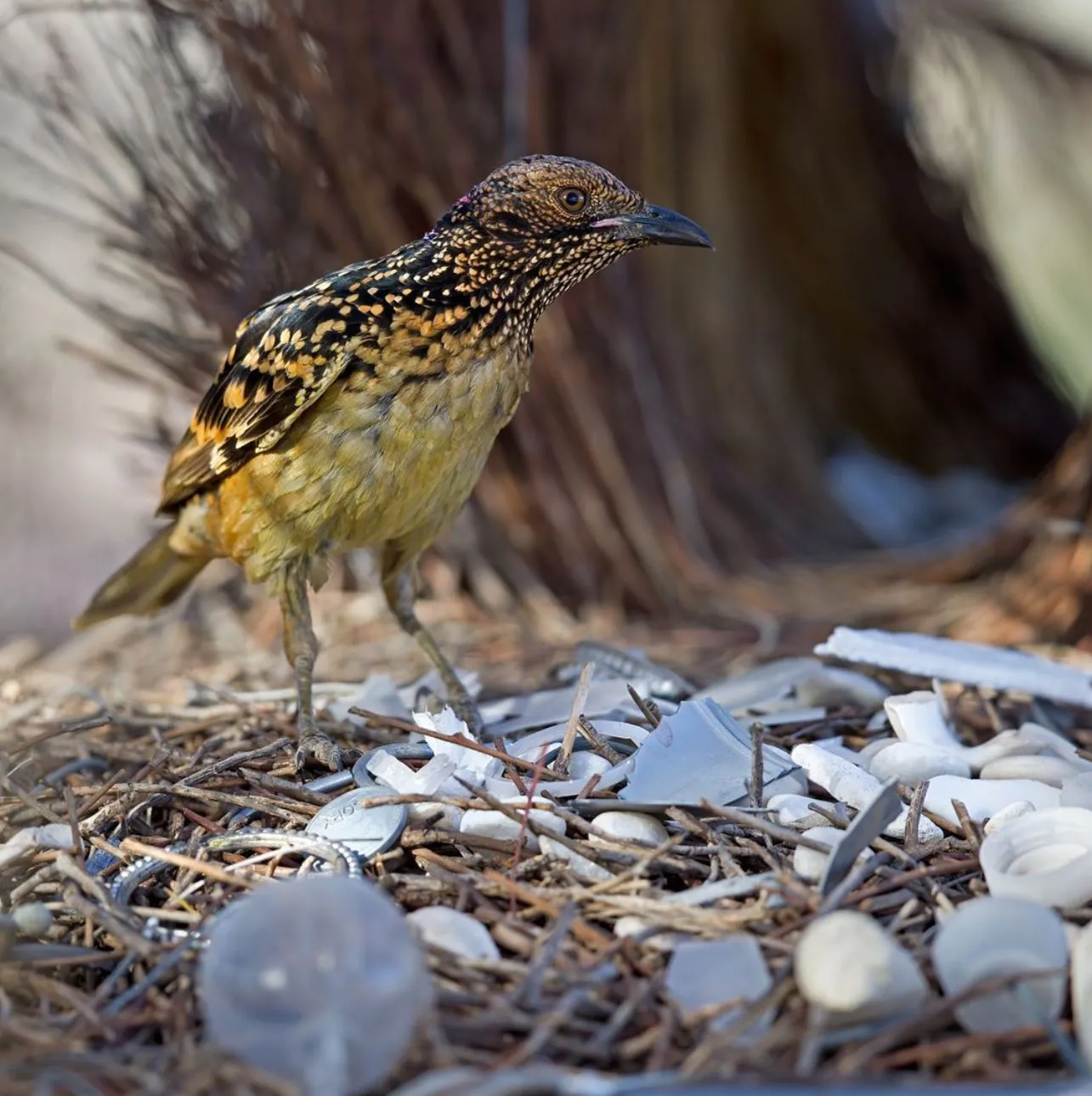 Western Bowerbird