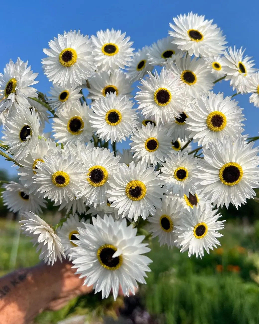White Paper Daisy