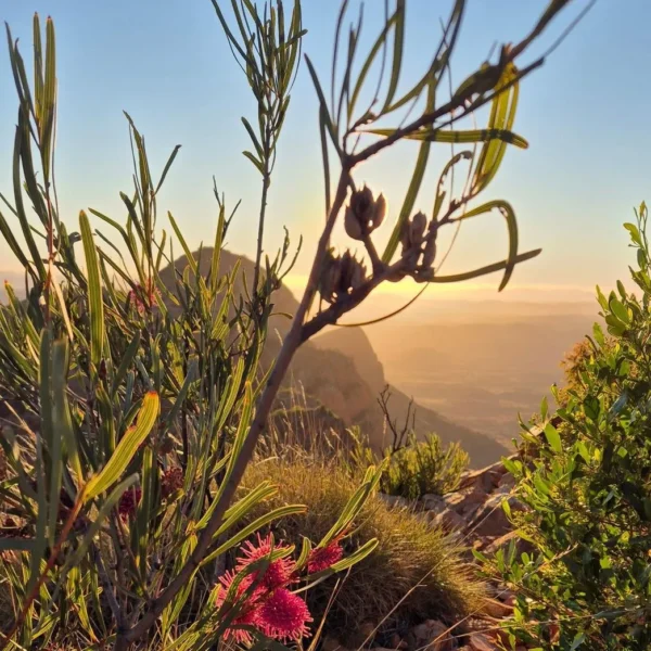 Why is it Called Larapinta.
