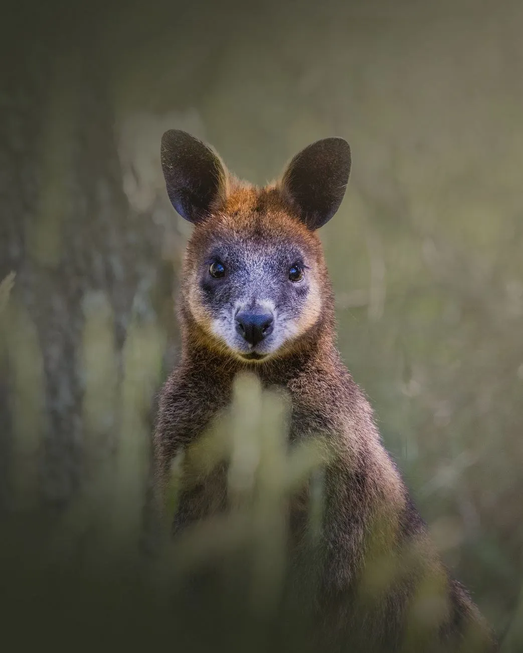 Wildlife Spotting, wallabies