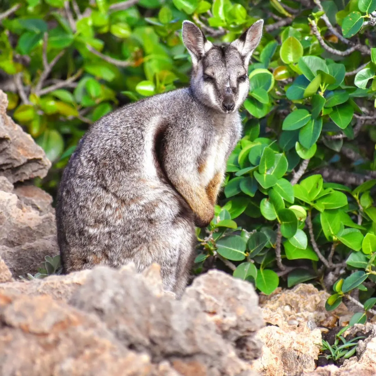Wildlife and Safety, Footed Rock Wallaby