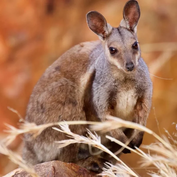 Wildlife on the Larapinta Trail