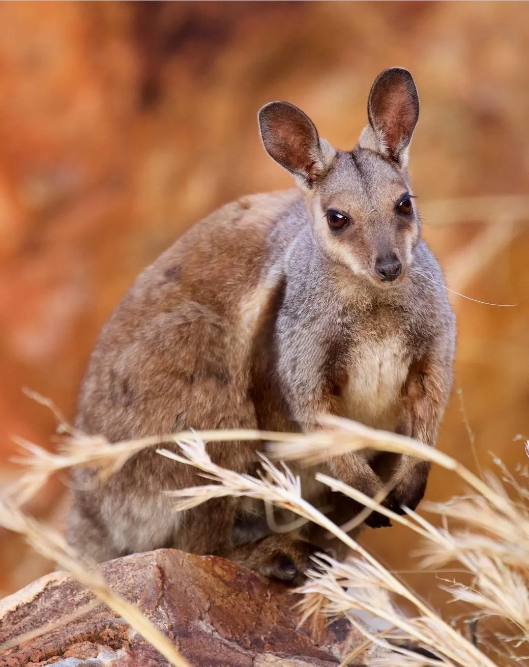 Wildlife on the Larapinta Trail