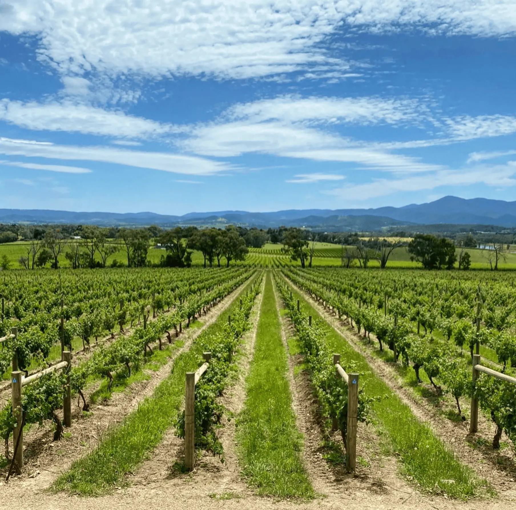 Wineries Worth Your Time (Not Just The Instagram Stops)