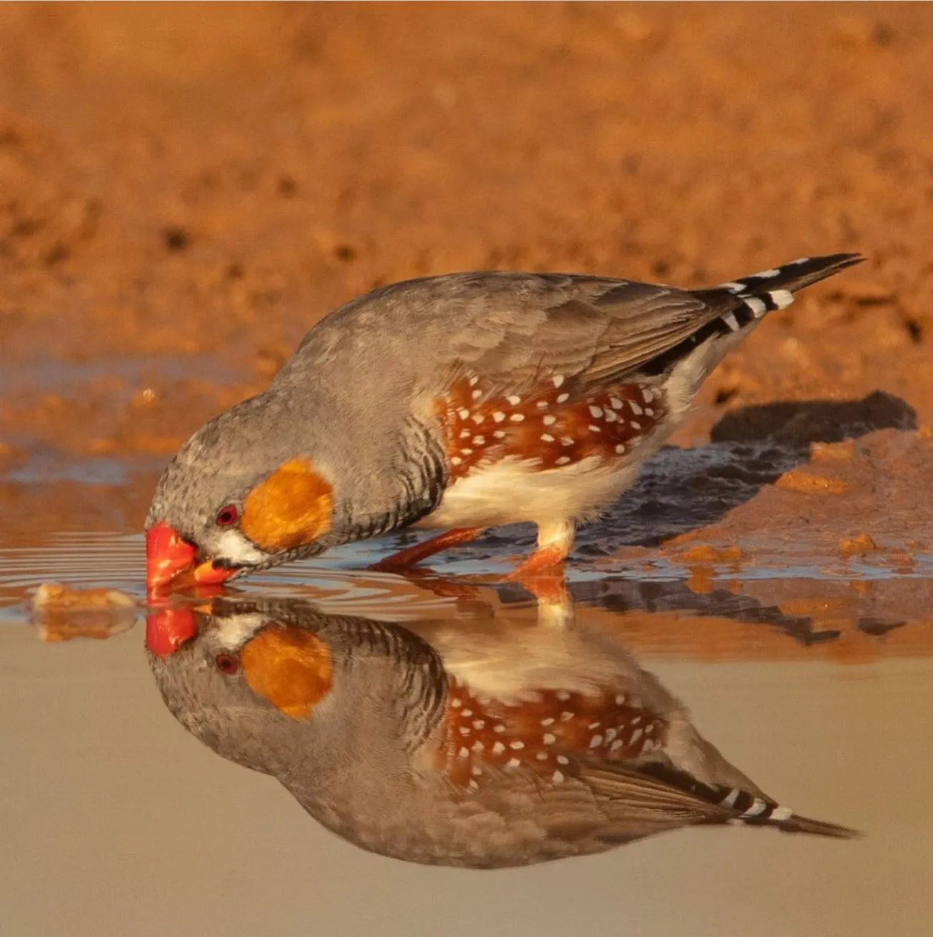 Zebra Finch