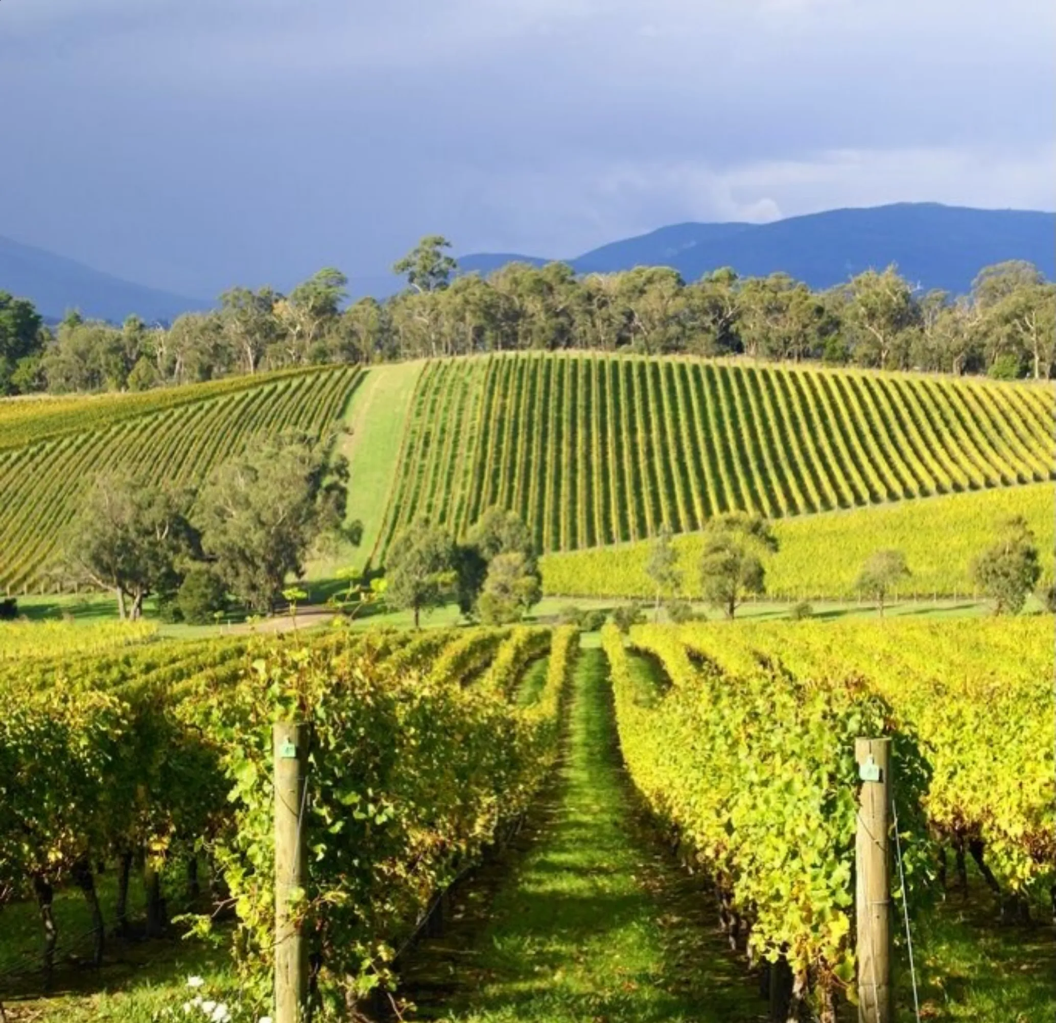 are Yarra Valley wine tours worth it