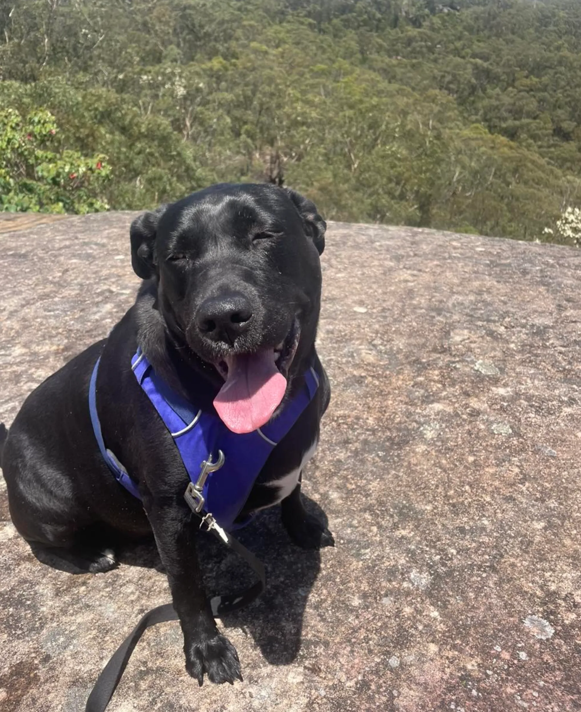 best Blue Mountains walks with a dog and waterfalls