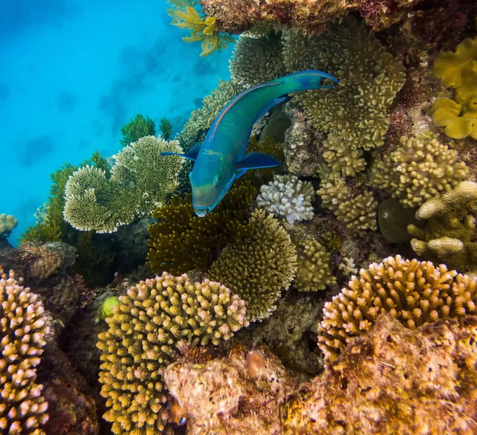 best Great Barrier Reef pontoon for families