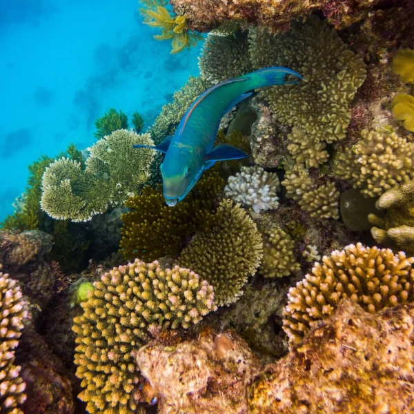 best Great Barrier Reef pontoon for families