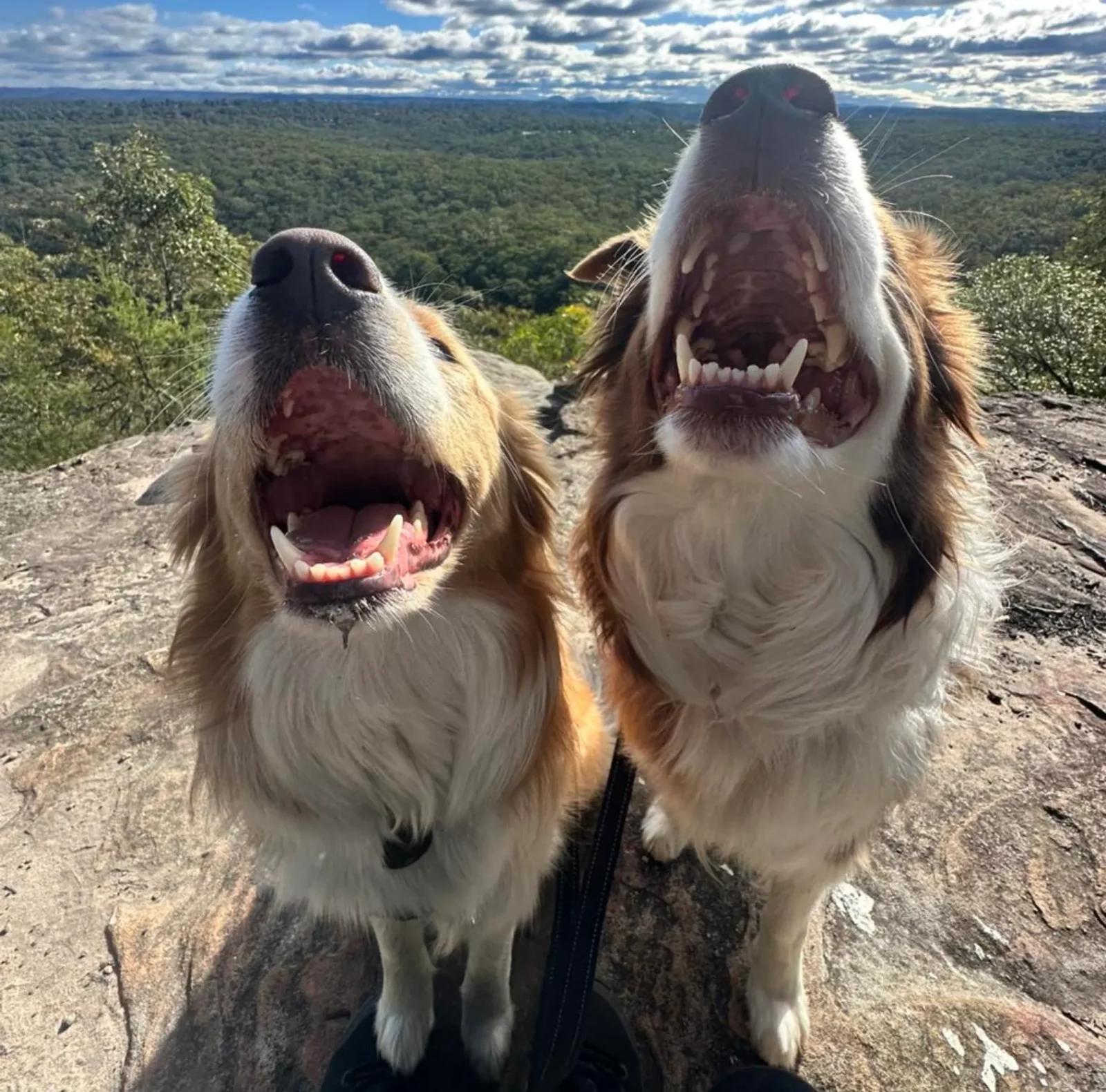 best dog friendly hikes Blue Mountains