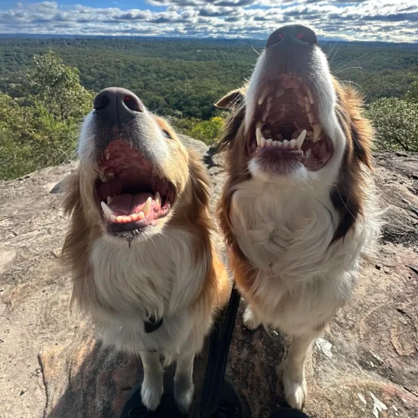 best dog friendly hikes Blue Mountains