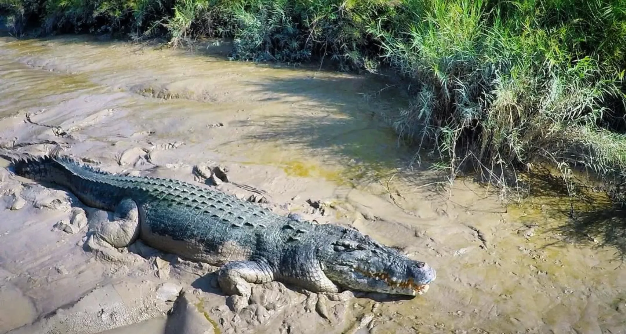 best jumping crocodile cruise from Darwin